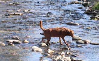 Tommy S.'s photo of camping with pets at Slide Mountain Wilderness Roadside Campsite near Roxbury, NY