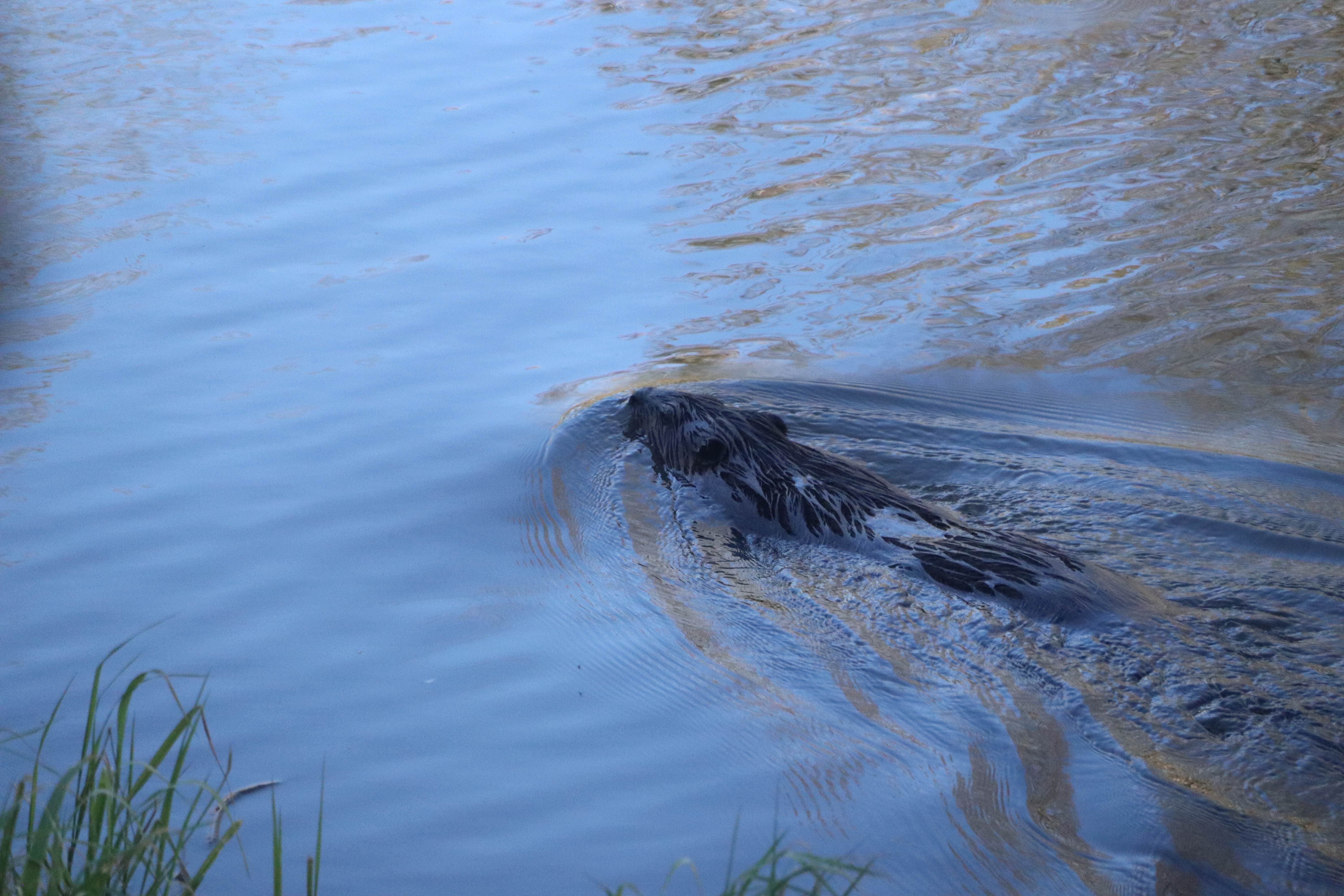 The beaver I spotted in a pond on the road next to the campsites