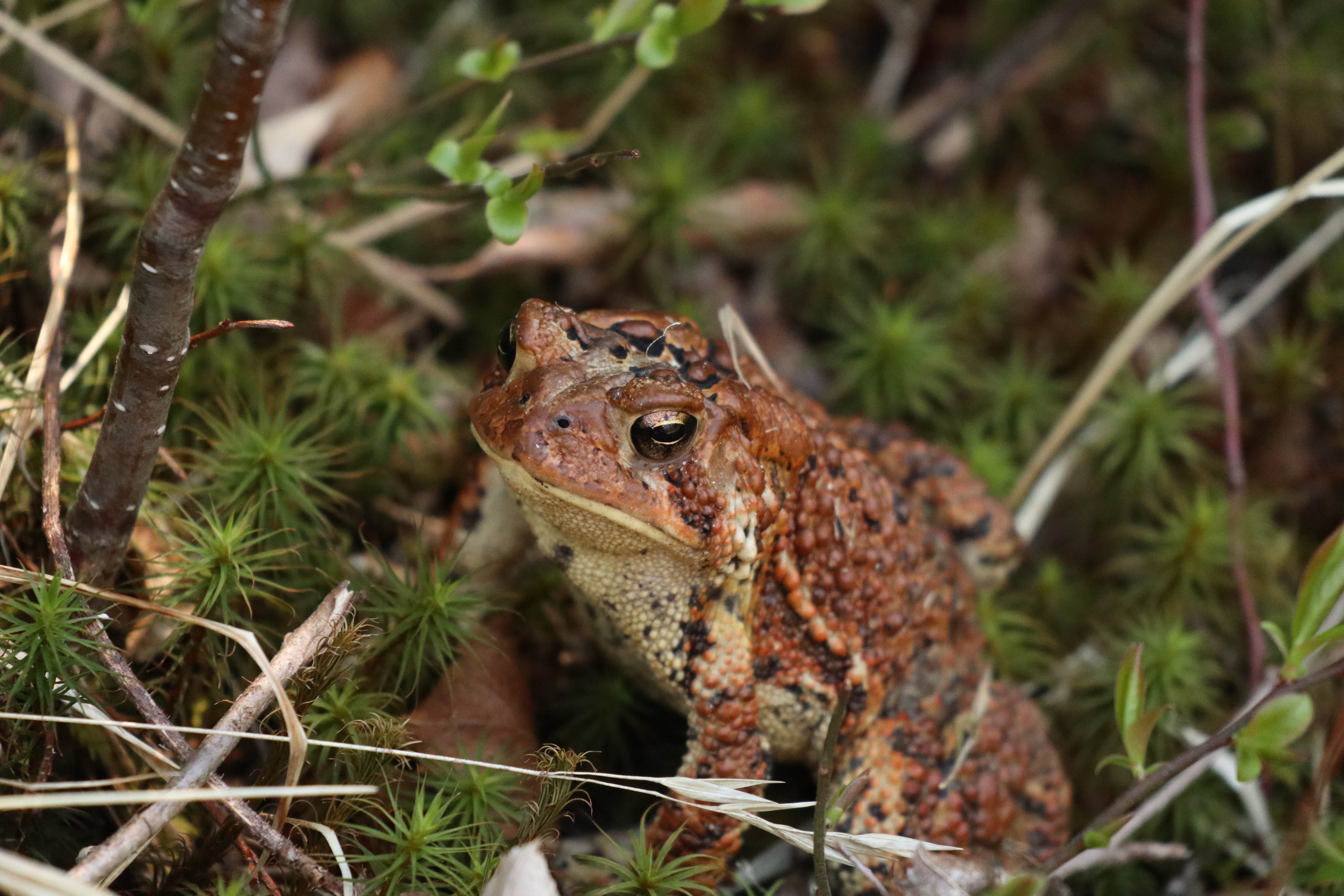 Camper-submitted photo at Fox Lair Campsites near Lake Pleasant, NY