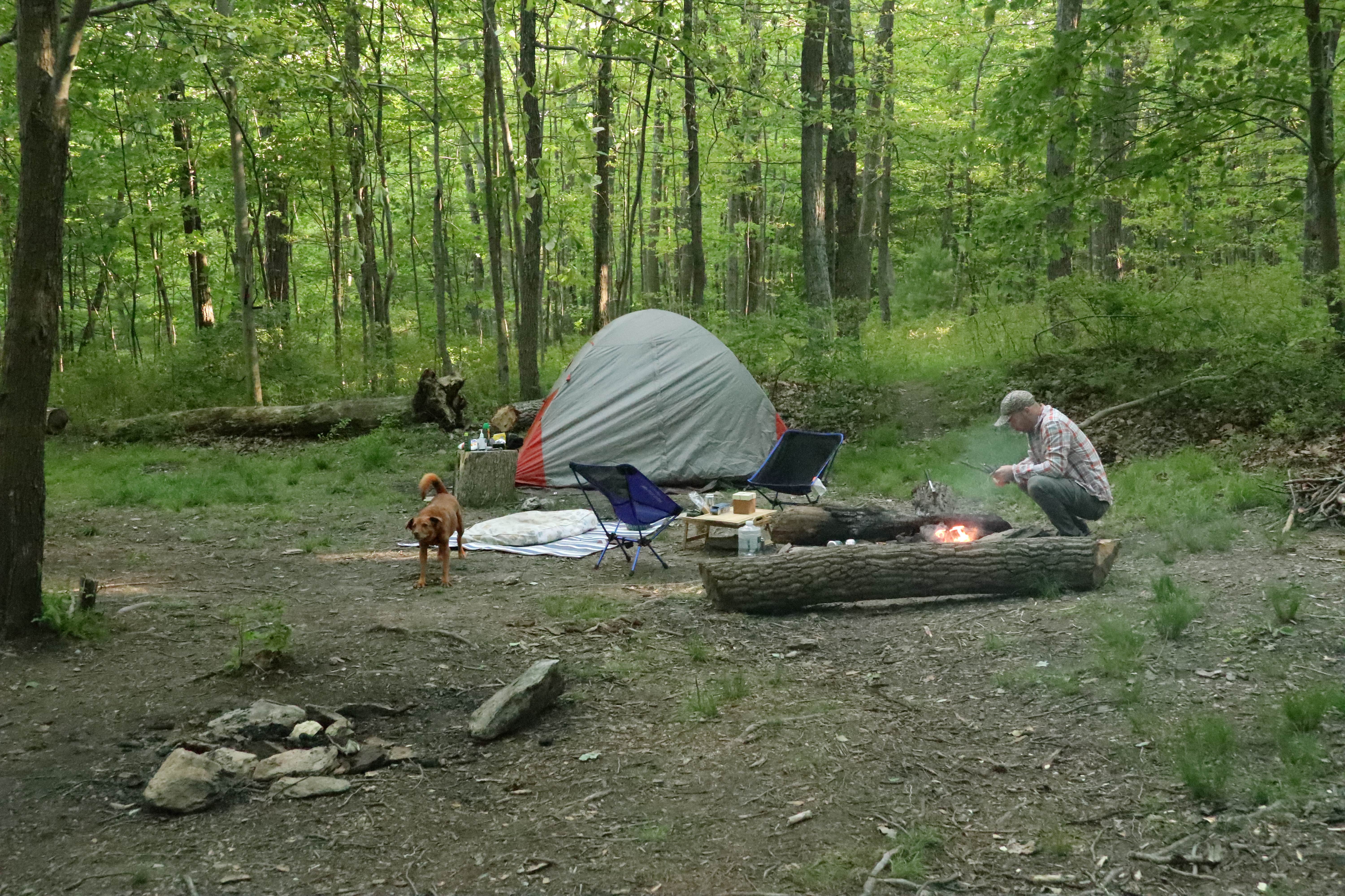 Camper submitted image from North Michaux State Forest Campsites - 2