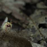 Review photo of Michaux State Forest by Tommy S., June 28, 2020