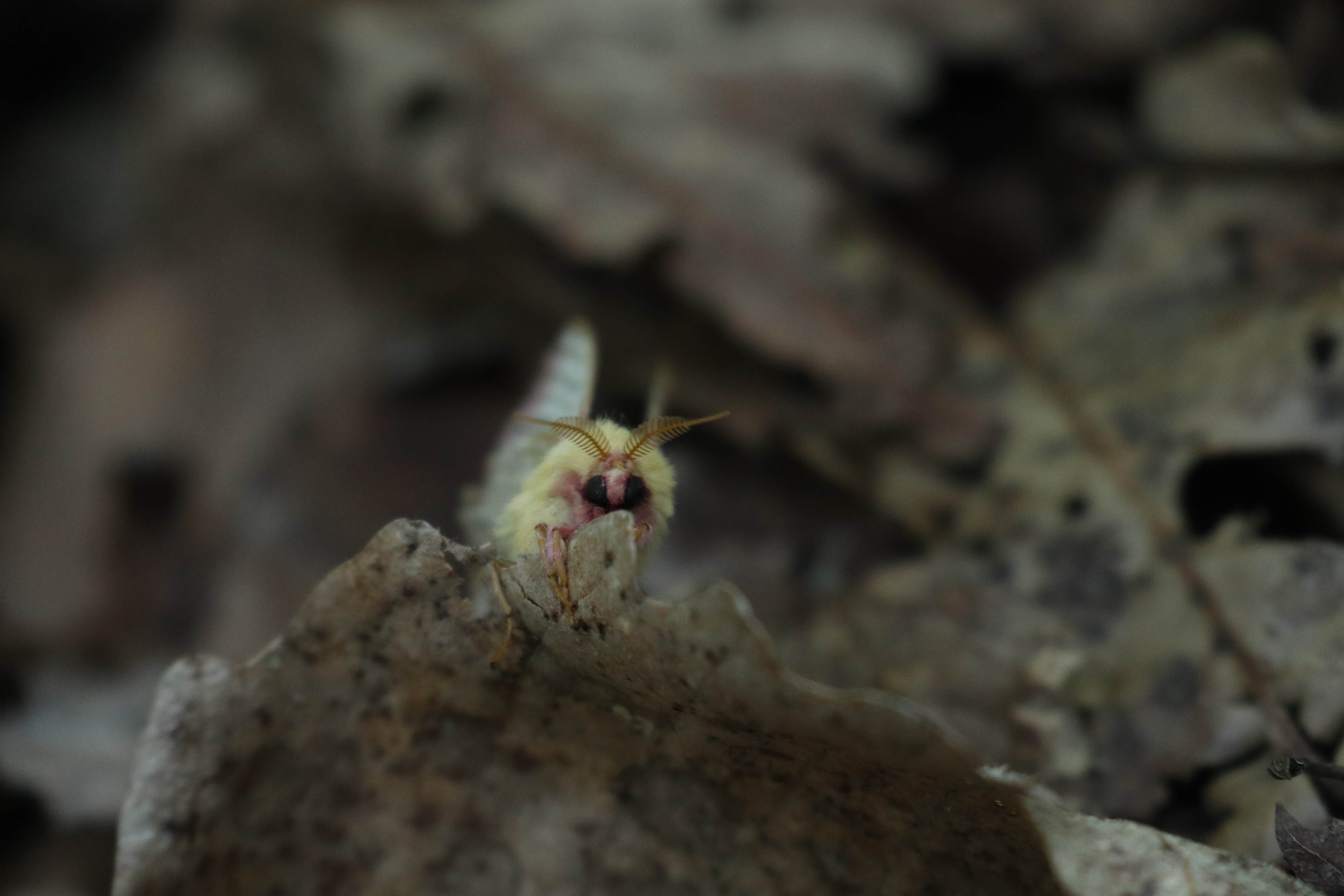 Camper submitted image from North Campground — Michaux State Forest - 5