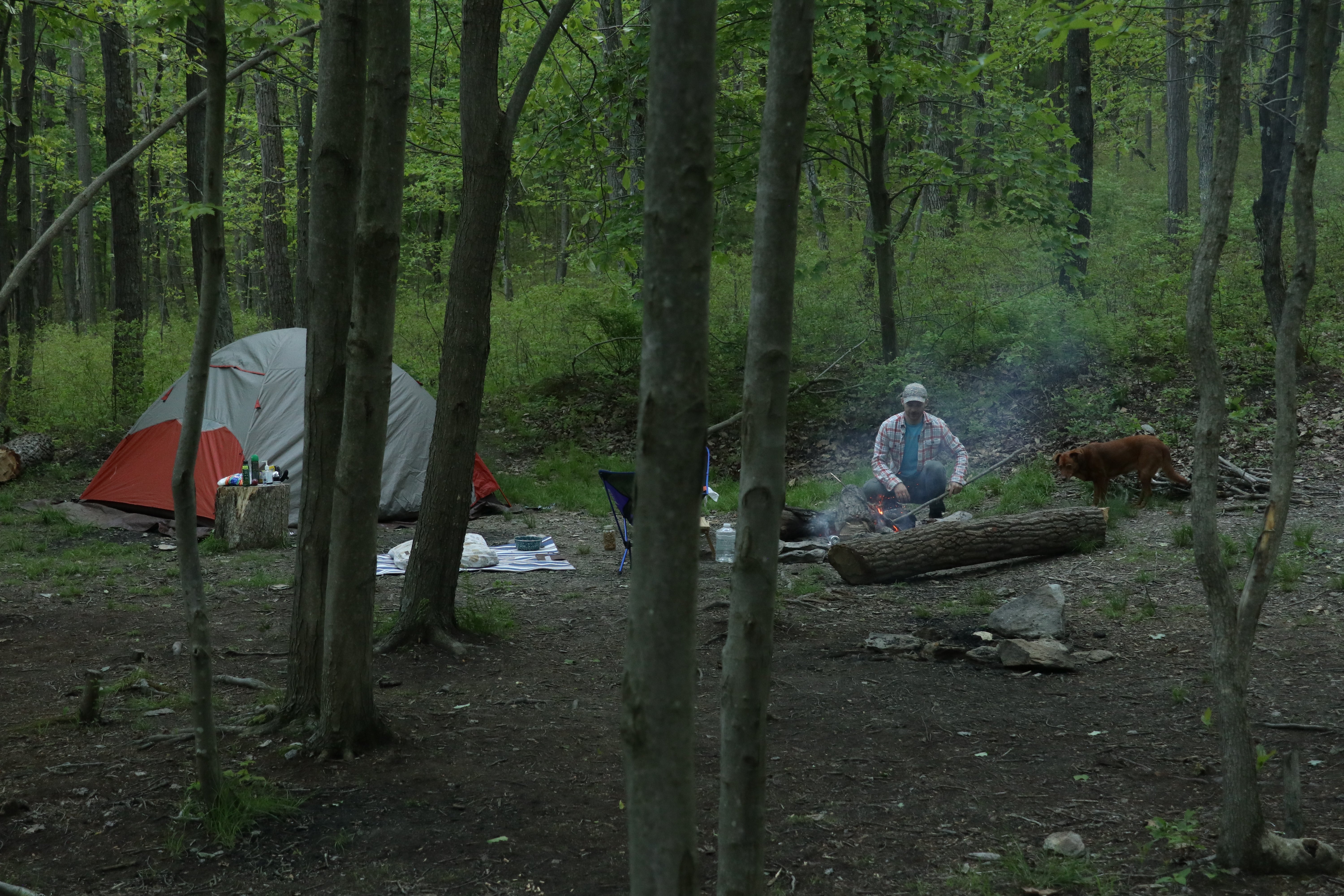 Camper submitted image from Michaux State Forest - 3