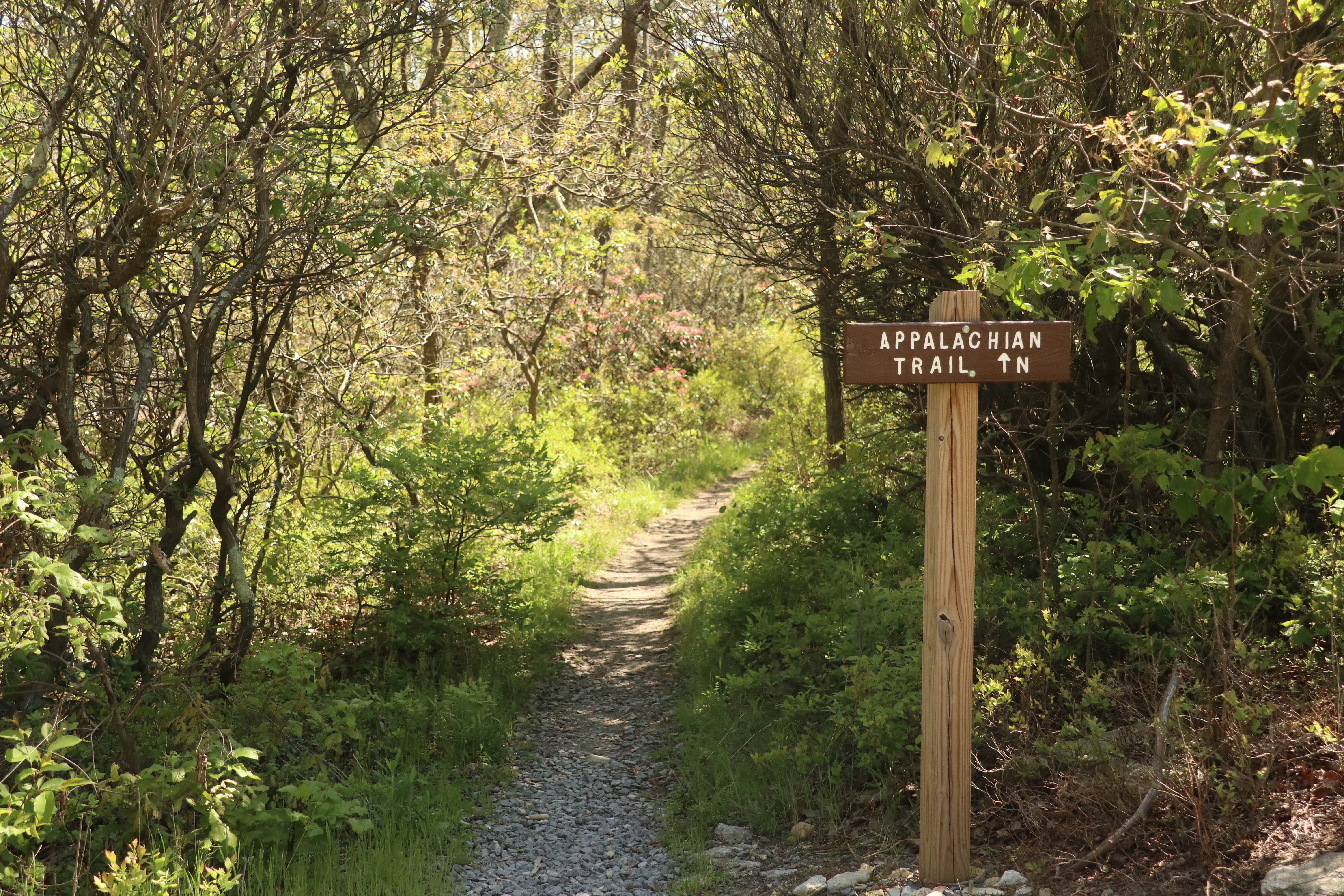 Camper submitted image from Michaux State Forest - 5