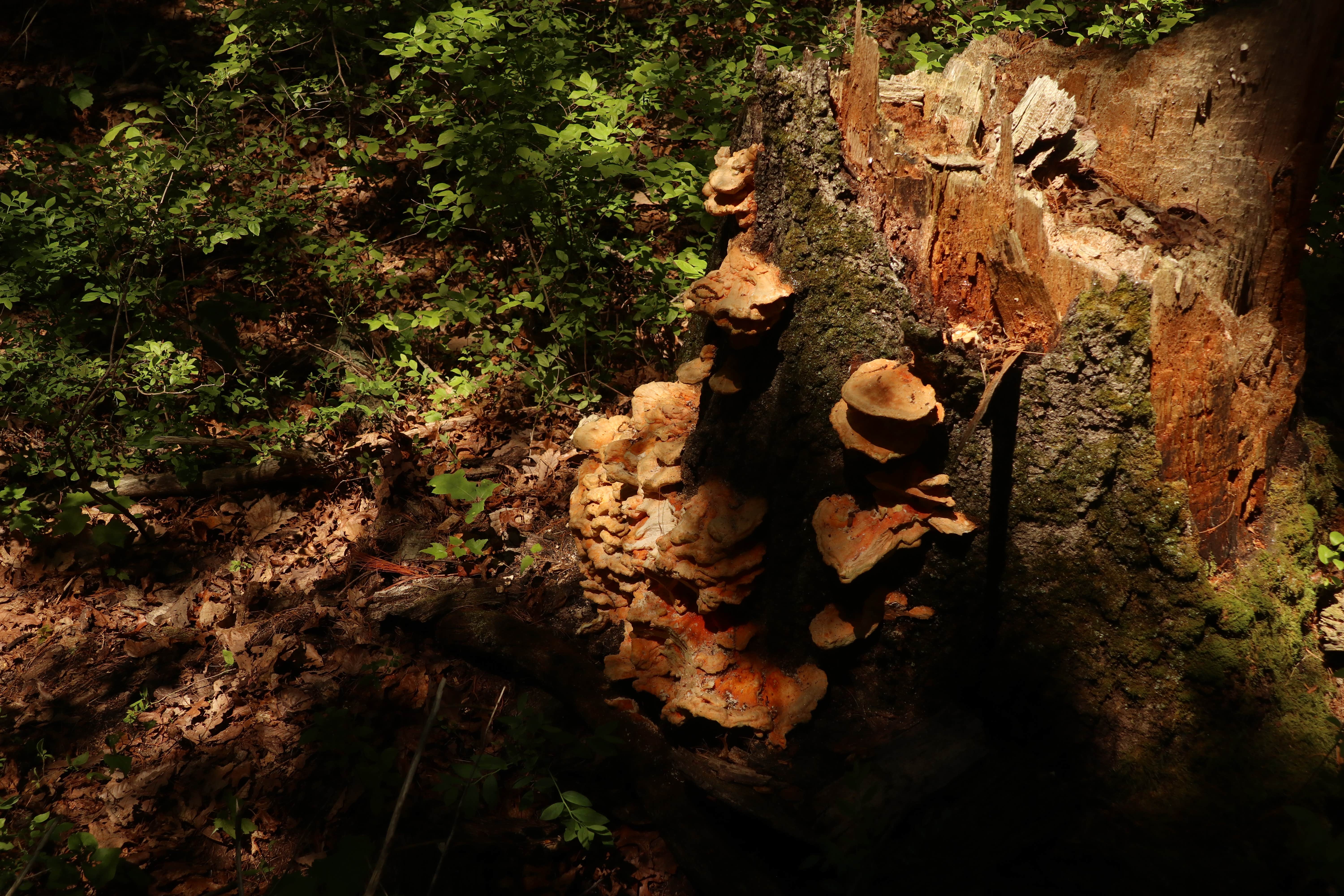 Camper submitted image from Michaux State Forest - 2