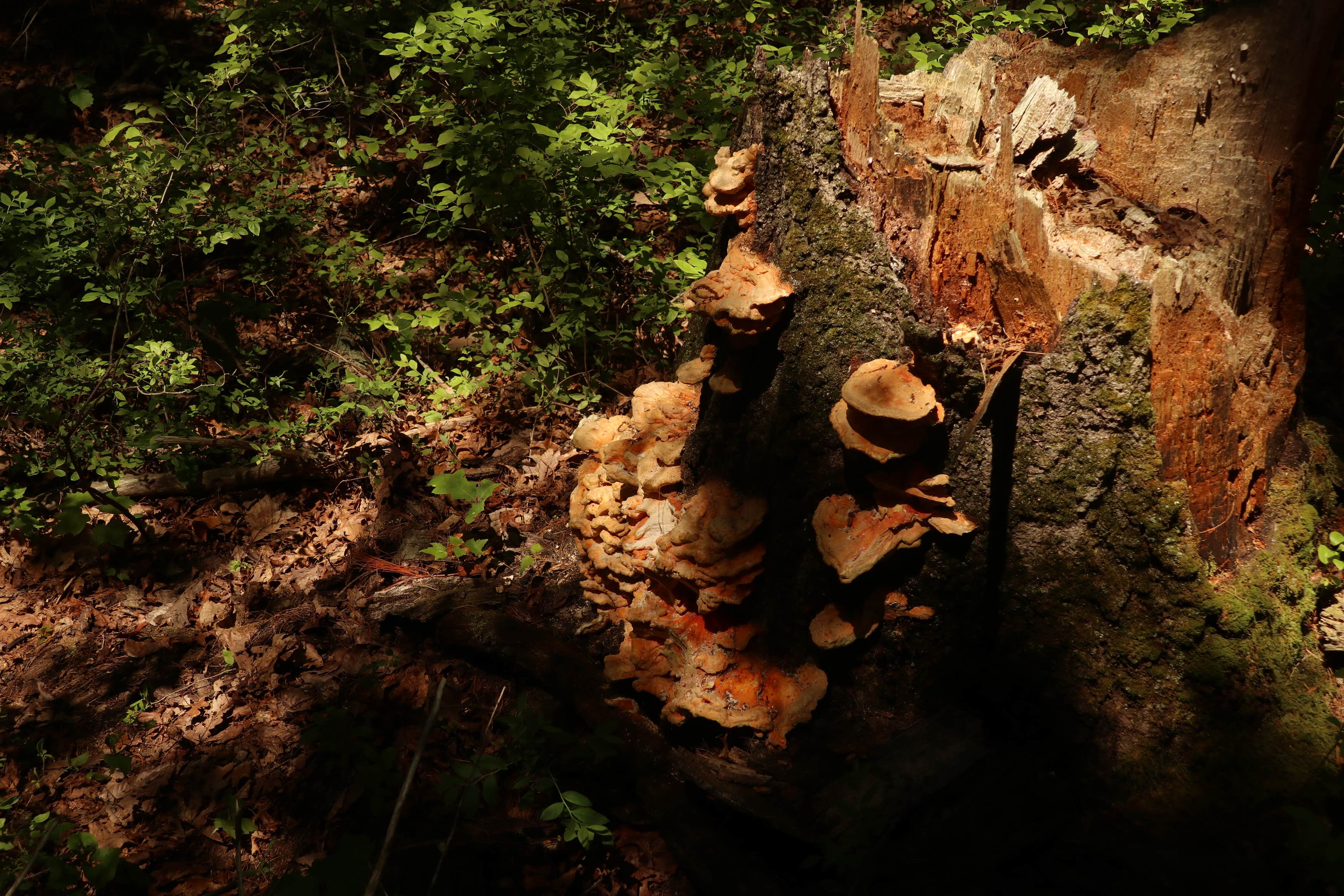 Michaux State Forest The Dyrt Michaux State Forest The Dyrt