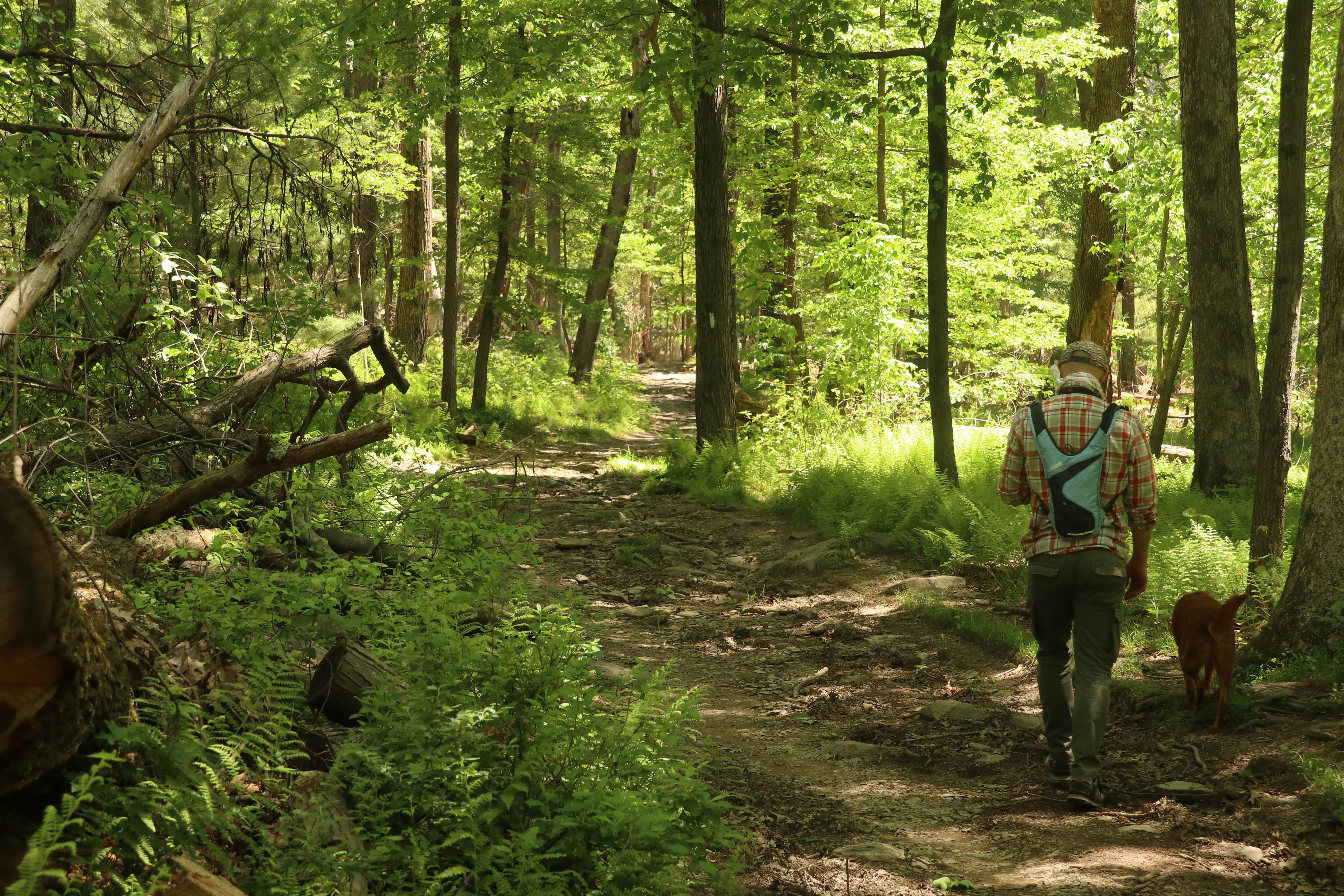 Camper submitted image from Michaux State Forest - 4