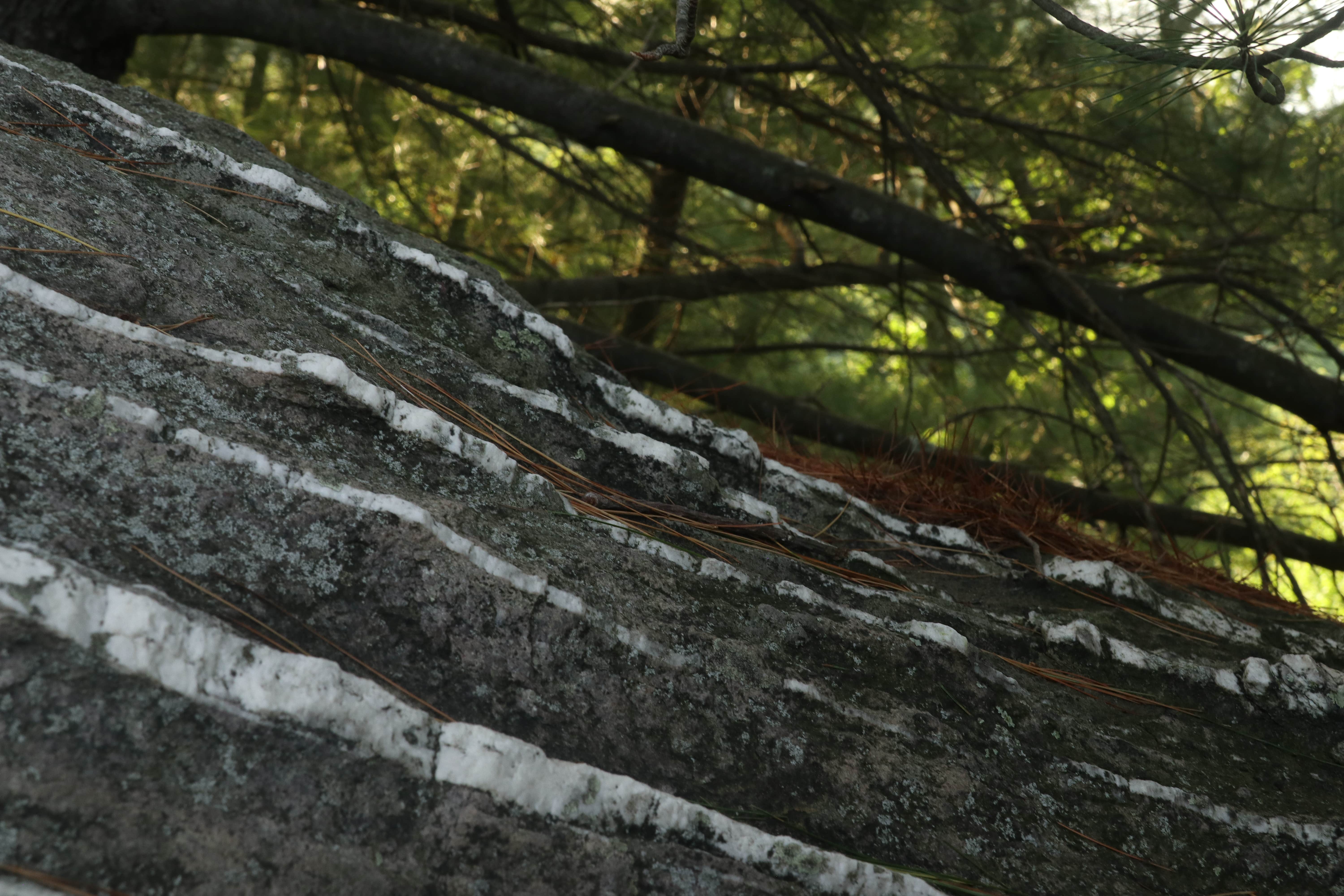 Camper submitted image from North Campground — Michaux State Forest - 1