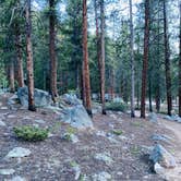 Review photo of Lodgepole (taylor River Canyon Near Gunnison, Colorado) by Fabio O., June 28, 2020