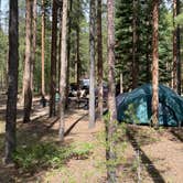 Review photo of Lodgepole (taylor River Canyon Near Gunnison, Colorado) by Fabio O., June 28, 2020