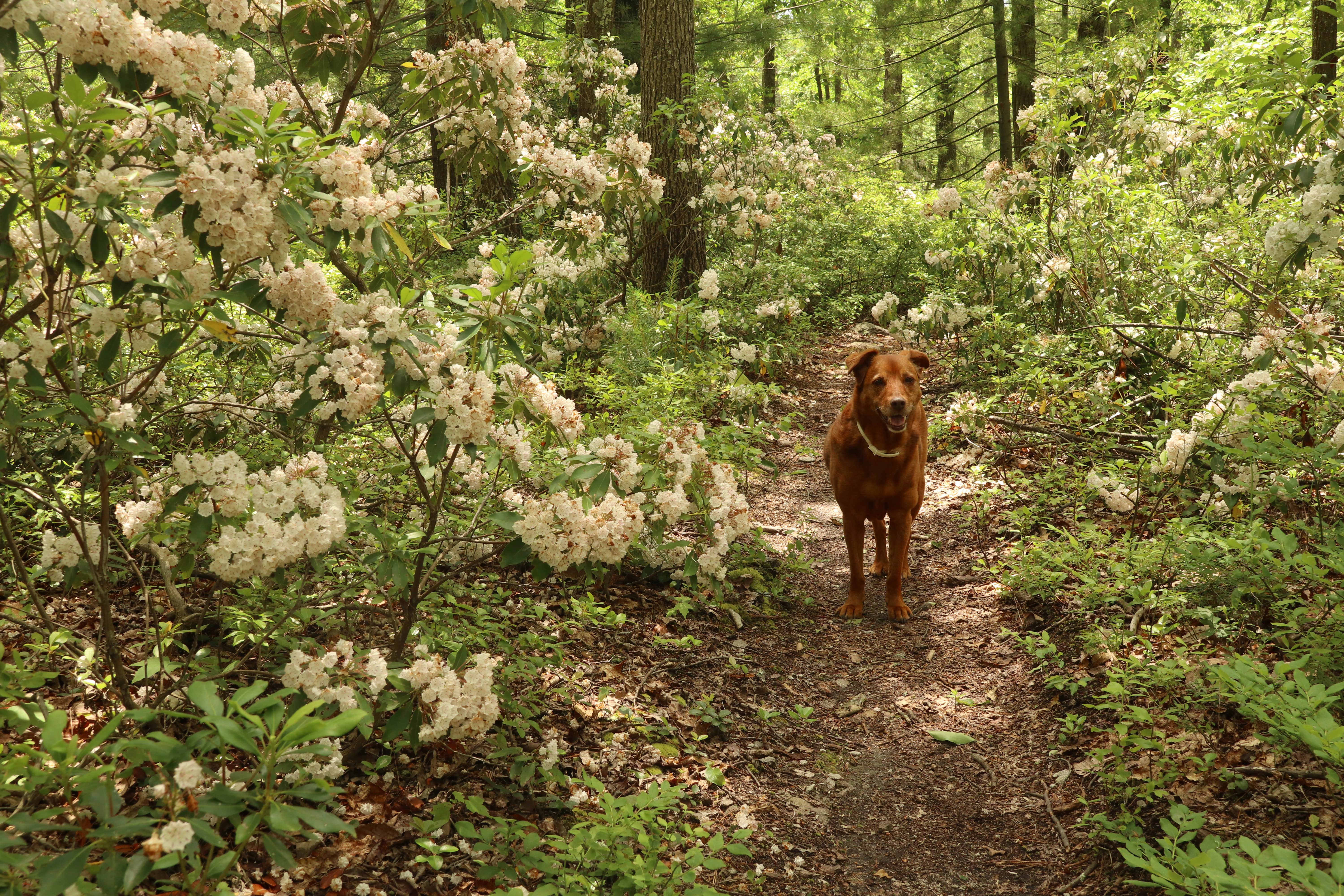 Tommy S.'s photo of camping with pets at North Michaux State Forest Campsites near Waynesboro, PA