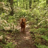 Review photo of Michaux State Forest by Tommy S., June 28, 2020