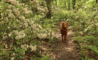 Tommy S.'s photo of camping with pets at North Michaux State Forest Campsites near Waynesboro, PA