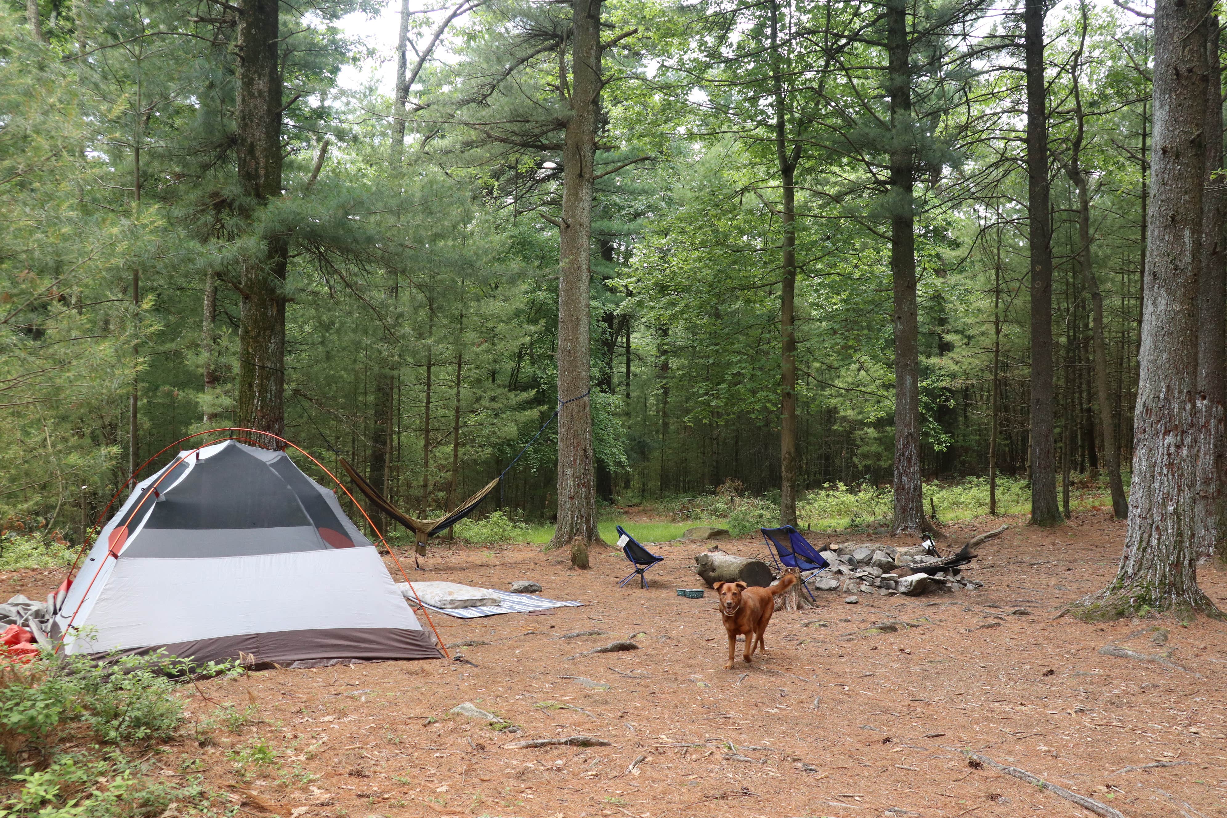 Tommy S.'s photo at North Michaux State Forest Campsites near Fannettsburg, PA