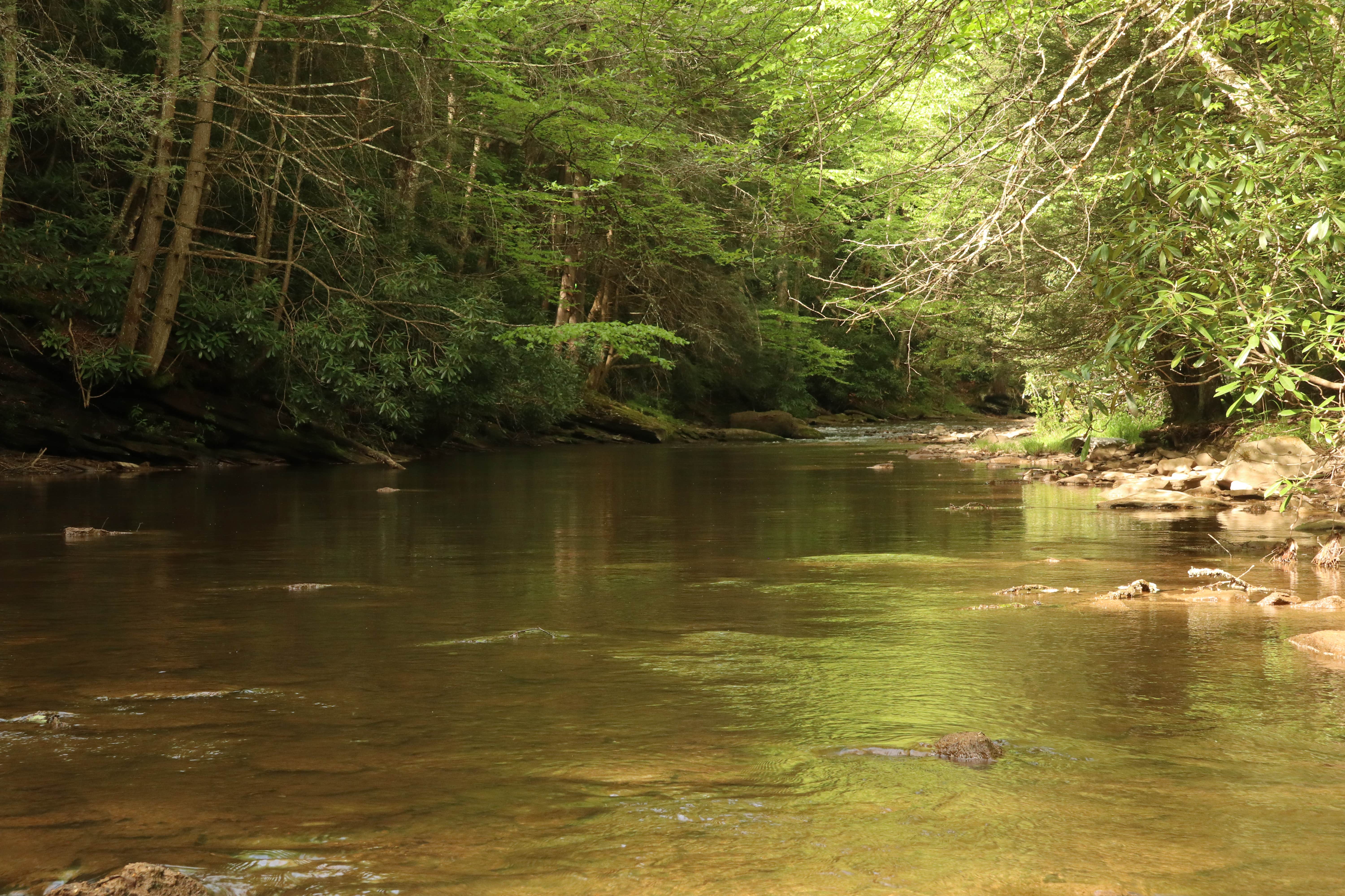 Camper submitted image from Gandy Creek Dispersed Camping - 2