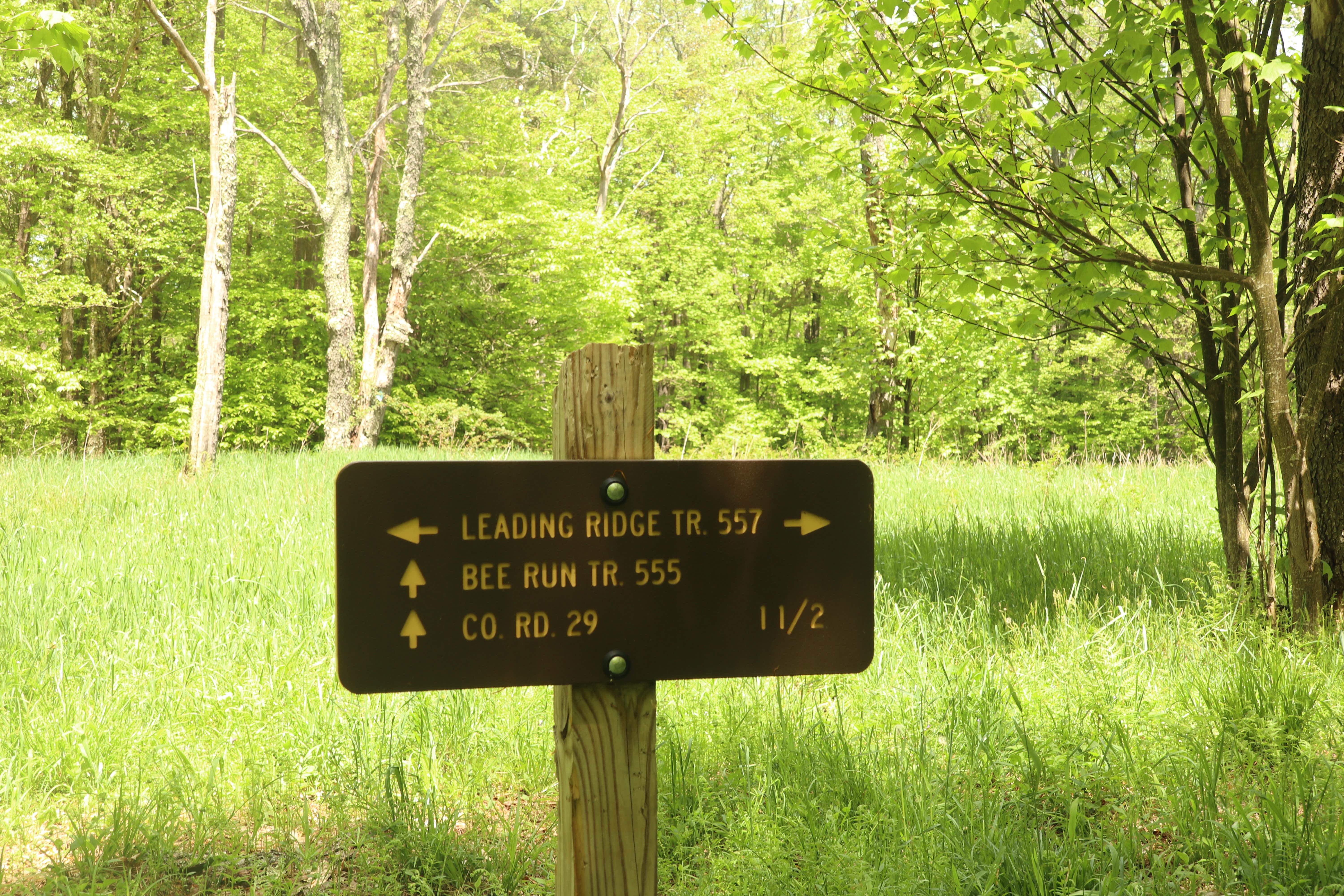 Camper submitted image from Gandy Creek Dispersed Camping - 4