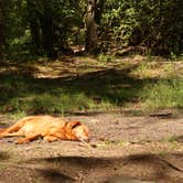 Review photo of Gandy Creek Dispersed Camping by Tommy S., June 28, 2020