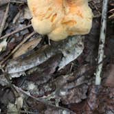 Review photo of Red Top Mountain State Park Campground by Brandon W., June 28, 2020