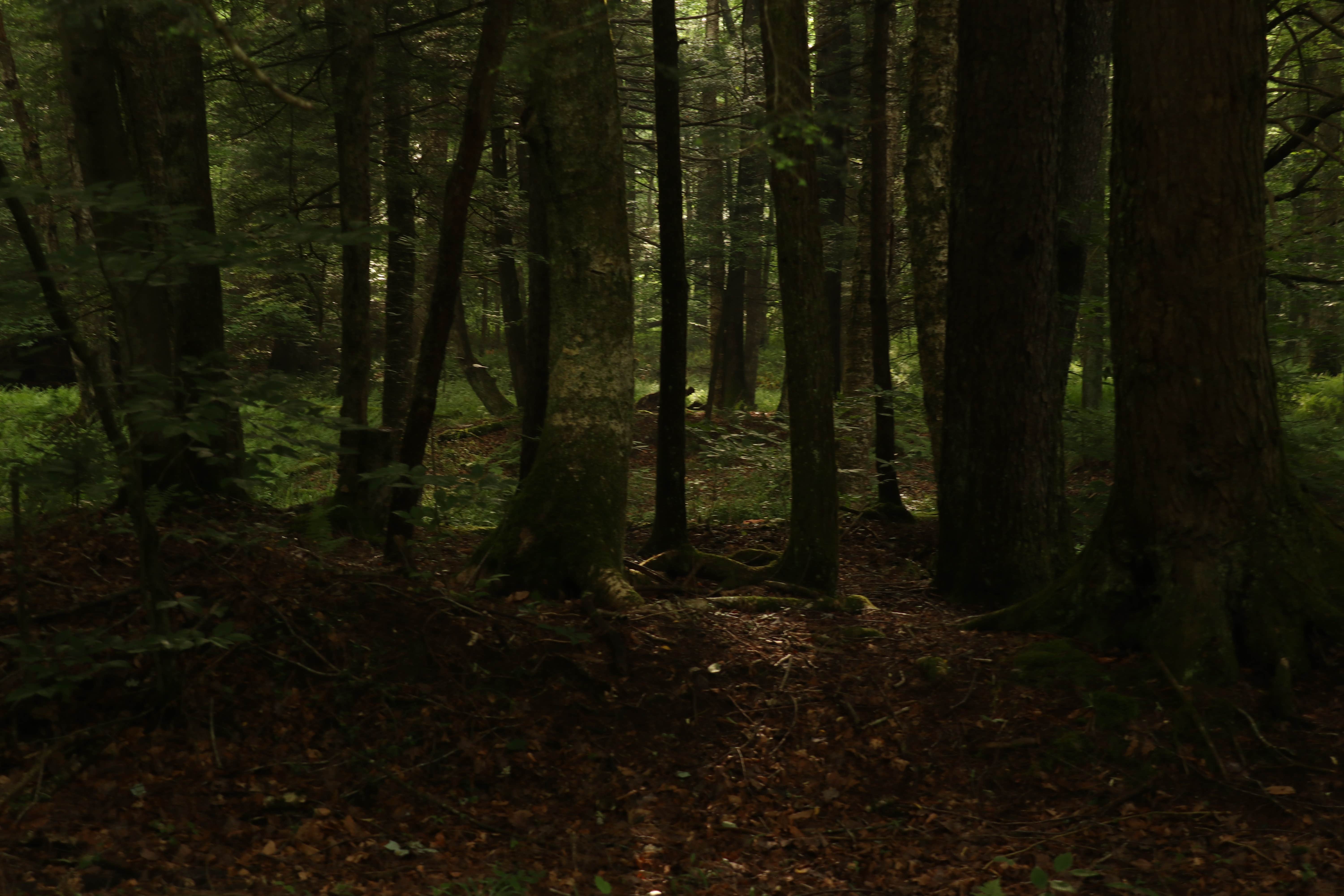 Camper-submitted photo at Little River Dispersed Campsites near Snowshoe, WV