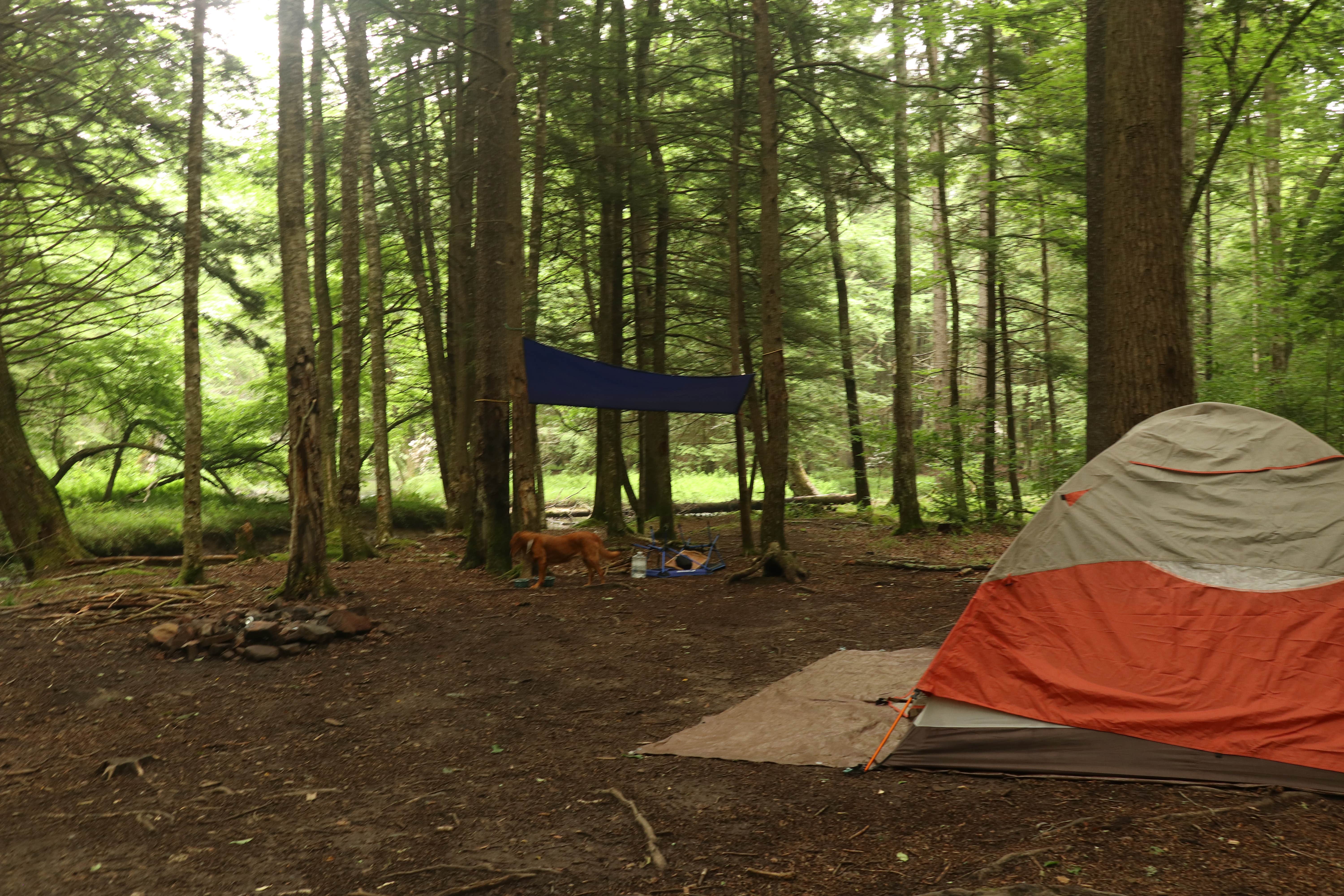 Tommy S.'s photo of tent camping at Little River Dispersed Campsites near Belington, WV