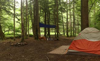 Tommy S.'s photo of camping with pets at Little River Dispersed Campsites near Walkersville, WV