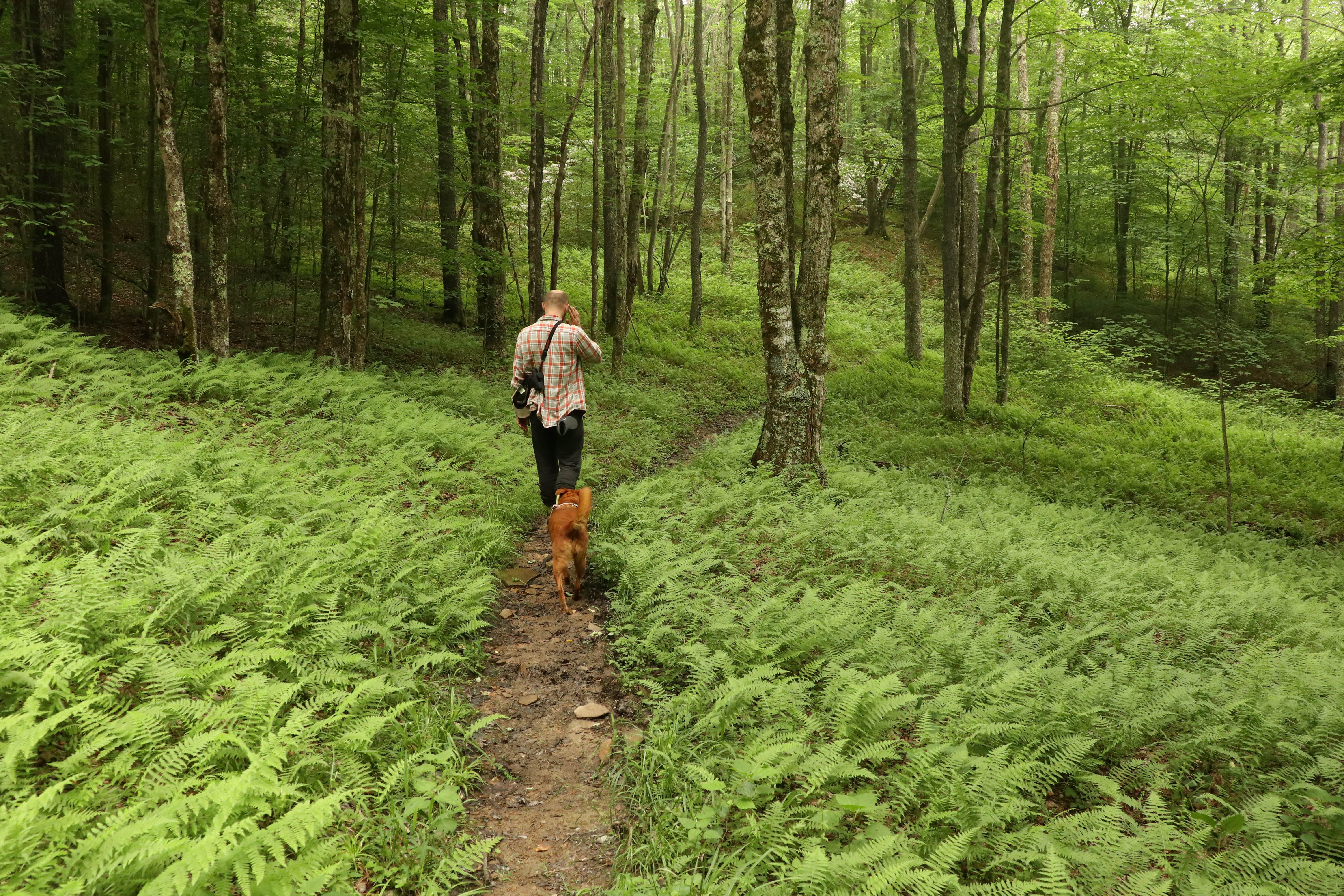 Camper-submitted photo at Little River Dispersed Campsites near Snowshoe, WV