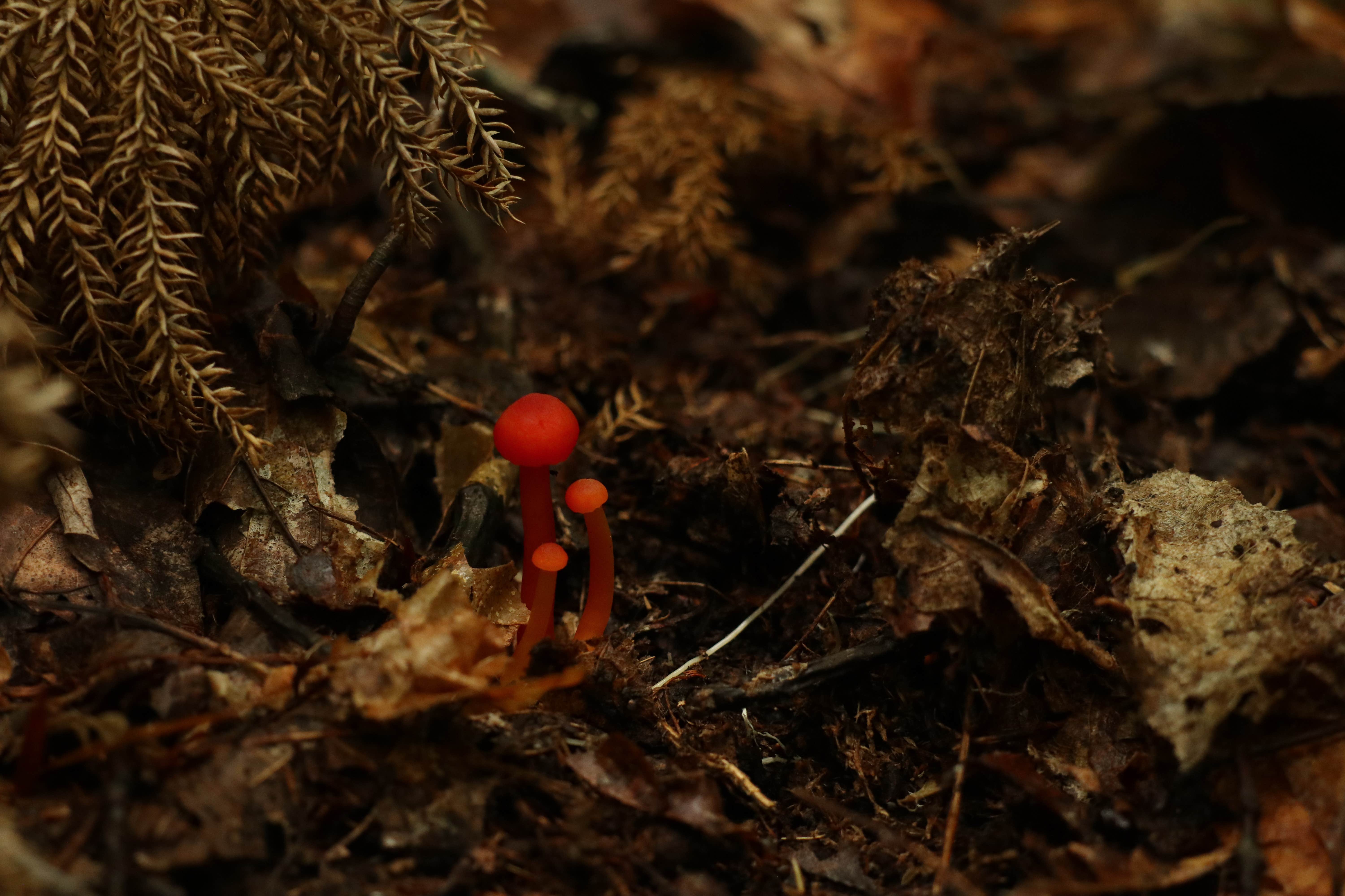 Camper-submitted photo at Little River Dispersed Campsites near Snowshoe, WV