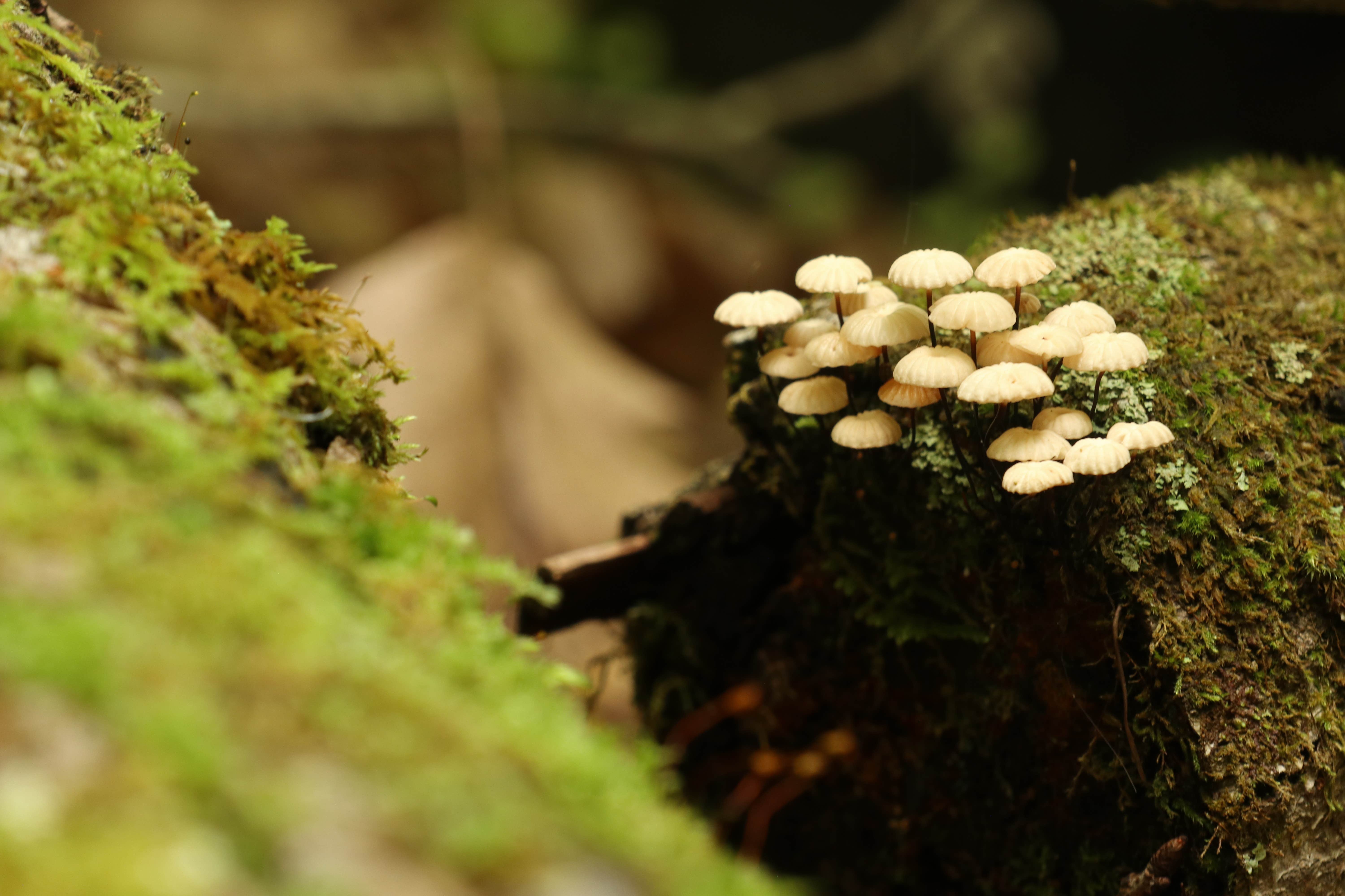 Camper-submitted photo at Little River Dispersed Campsites near Snowshoe, WV