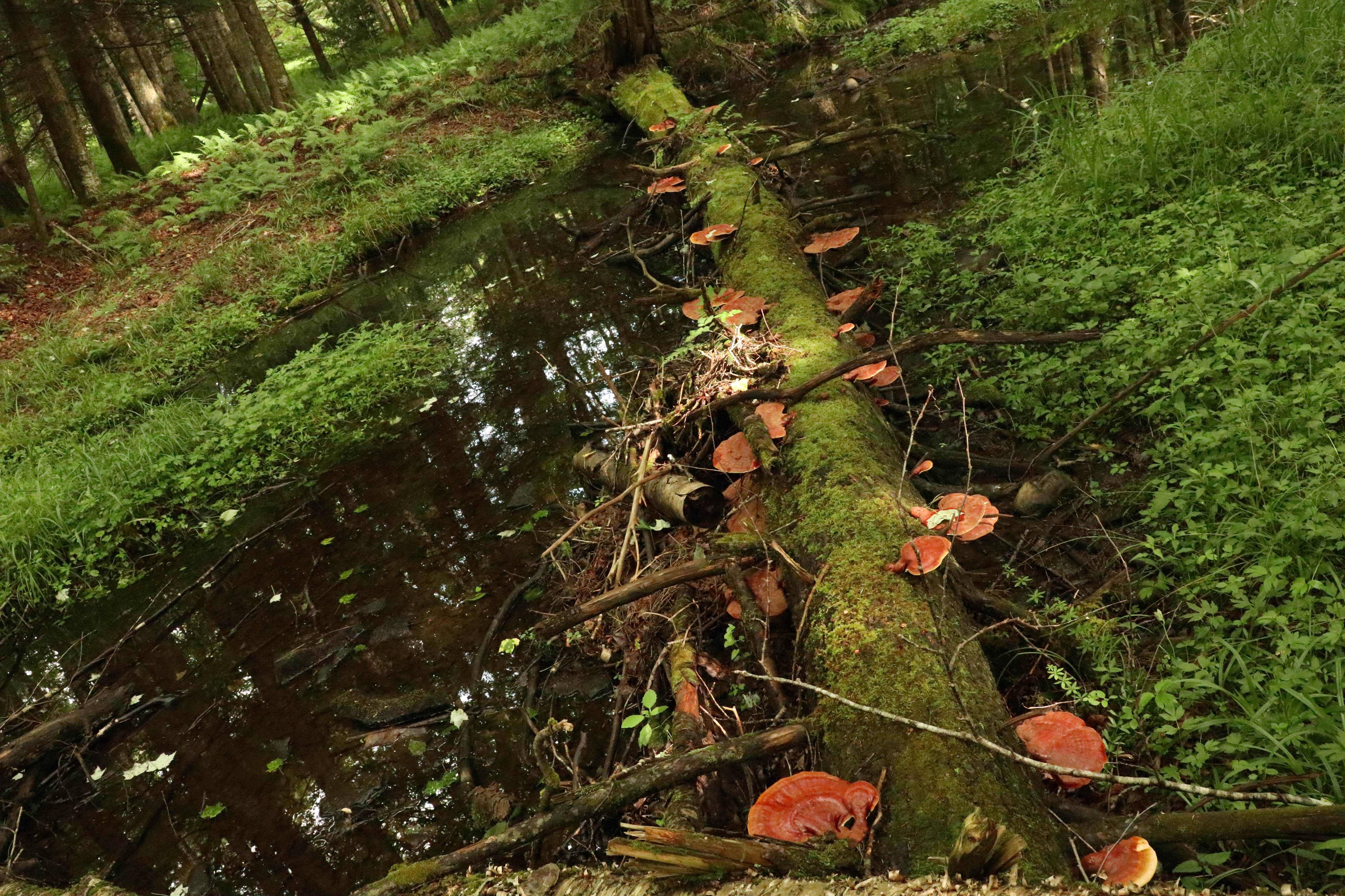 Camper-submitted photo at Little River Dispersed Campsites near Snowshoe, WV