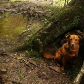 Review photo of Little River Dispersed Campsites by Tommy S., June 28, 2020