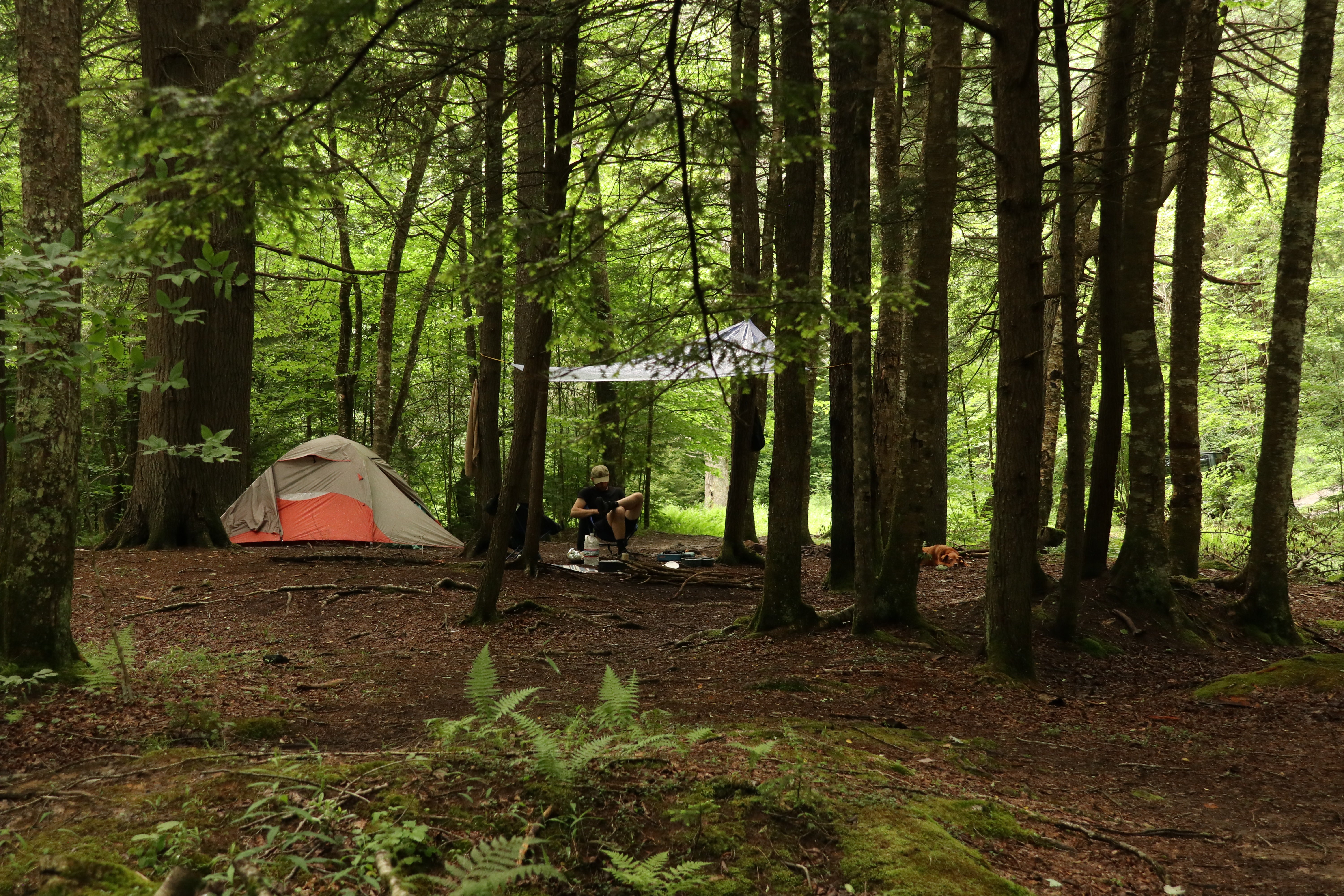 Camper submitted image from Little River Dispersed Campsites - 5