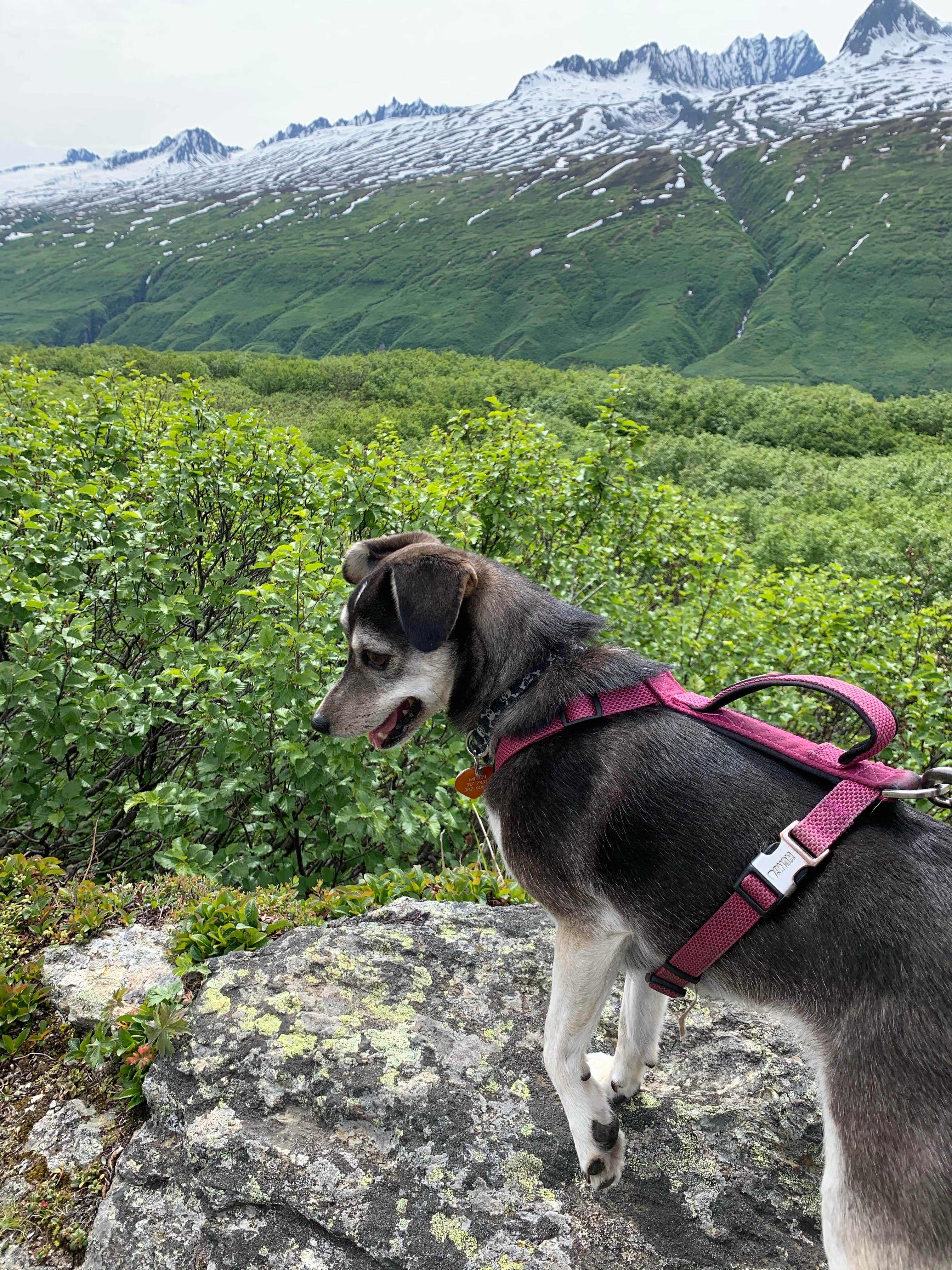 Tanya B.'s photo of camping with pets at Blueberry Lake State Recreation Site near Tatitlek, AK
