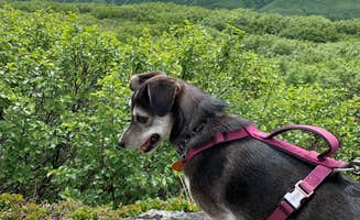 Tanya B.'s photo of camping with pets at Blueberry Lake State Recreation Site near Tatitlek, AK