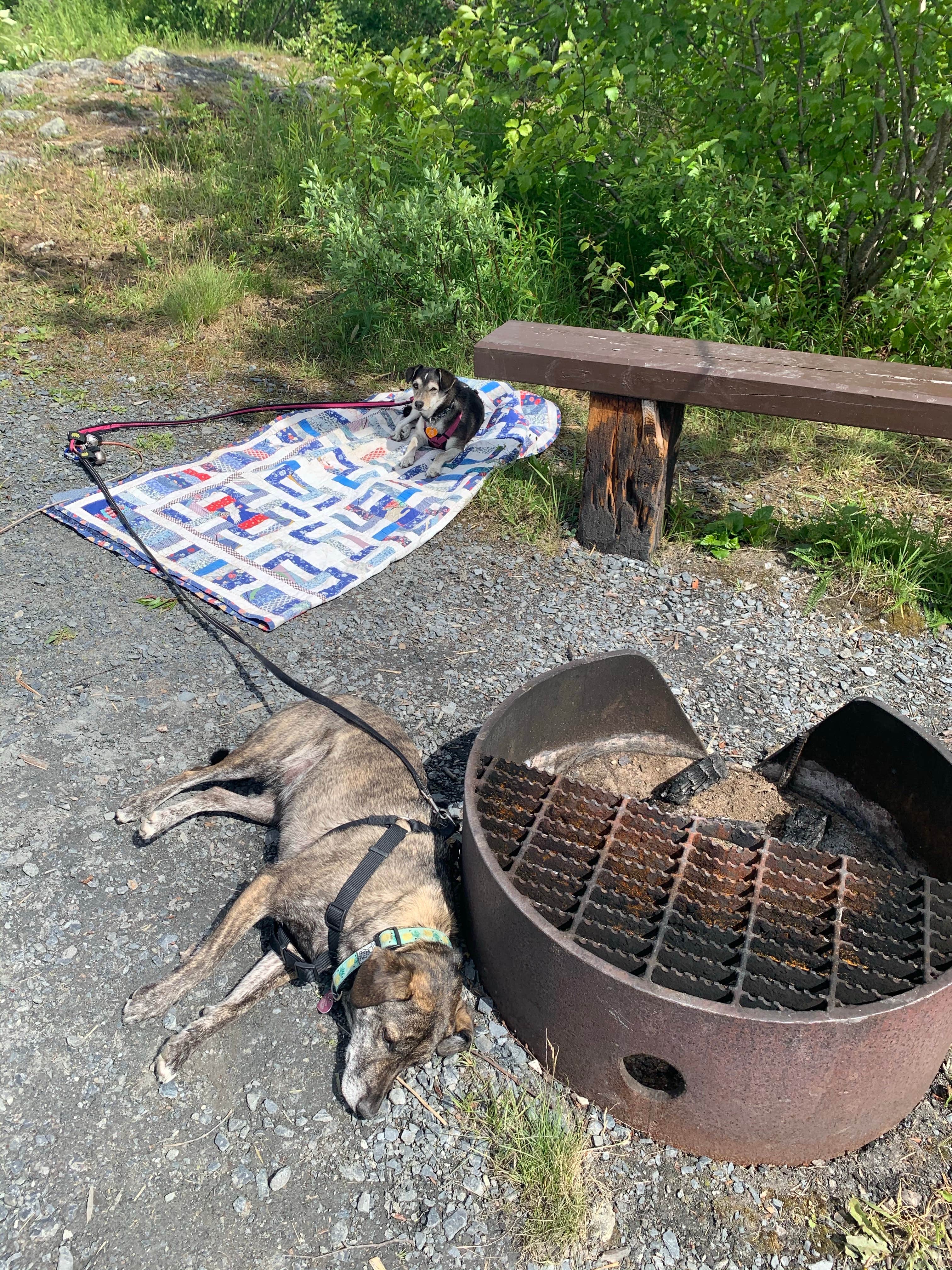 Tanya B.'s photo of camping with pets at Blueberry Lake State Recreation Site near Tatitlek, AK