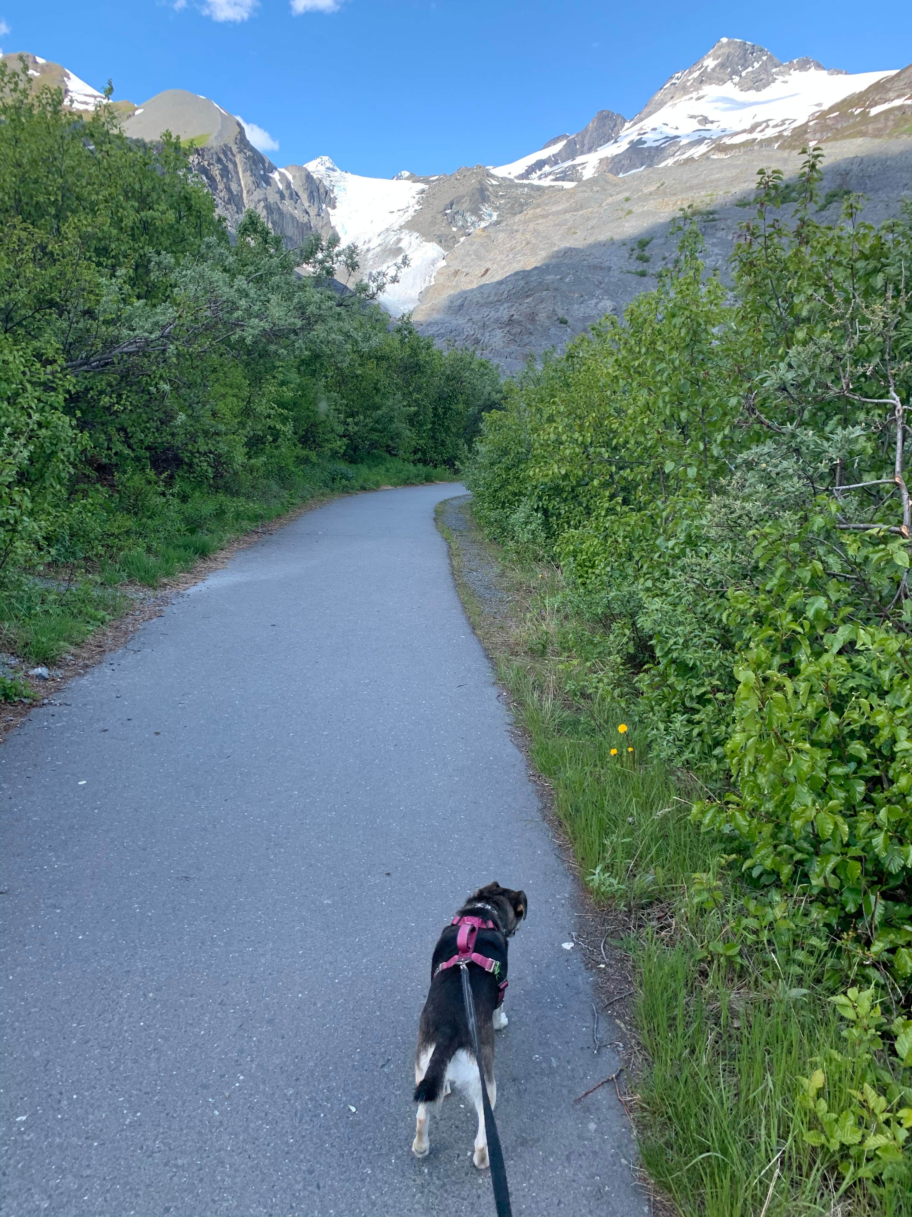 Tanya B.'s photo of camping with pets at Squirrel Creek State Recreation Site near Gakona, AK