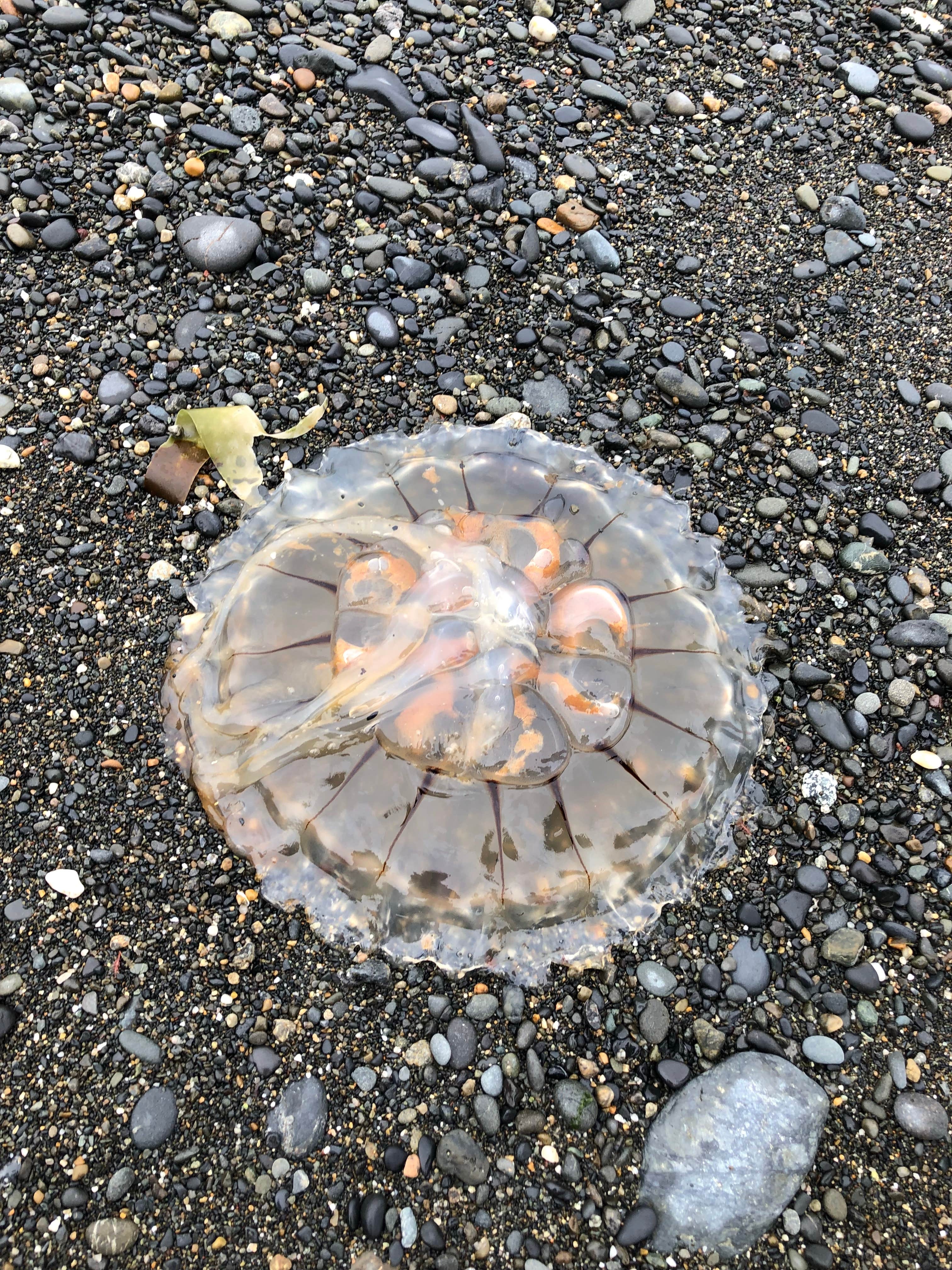 Camper-submitted photo at Ninilchik View Campground near Ninilchik, AK