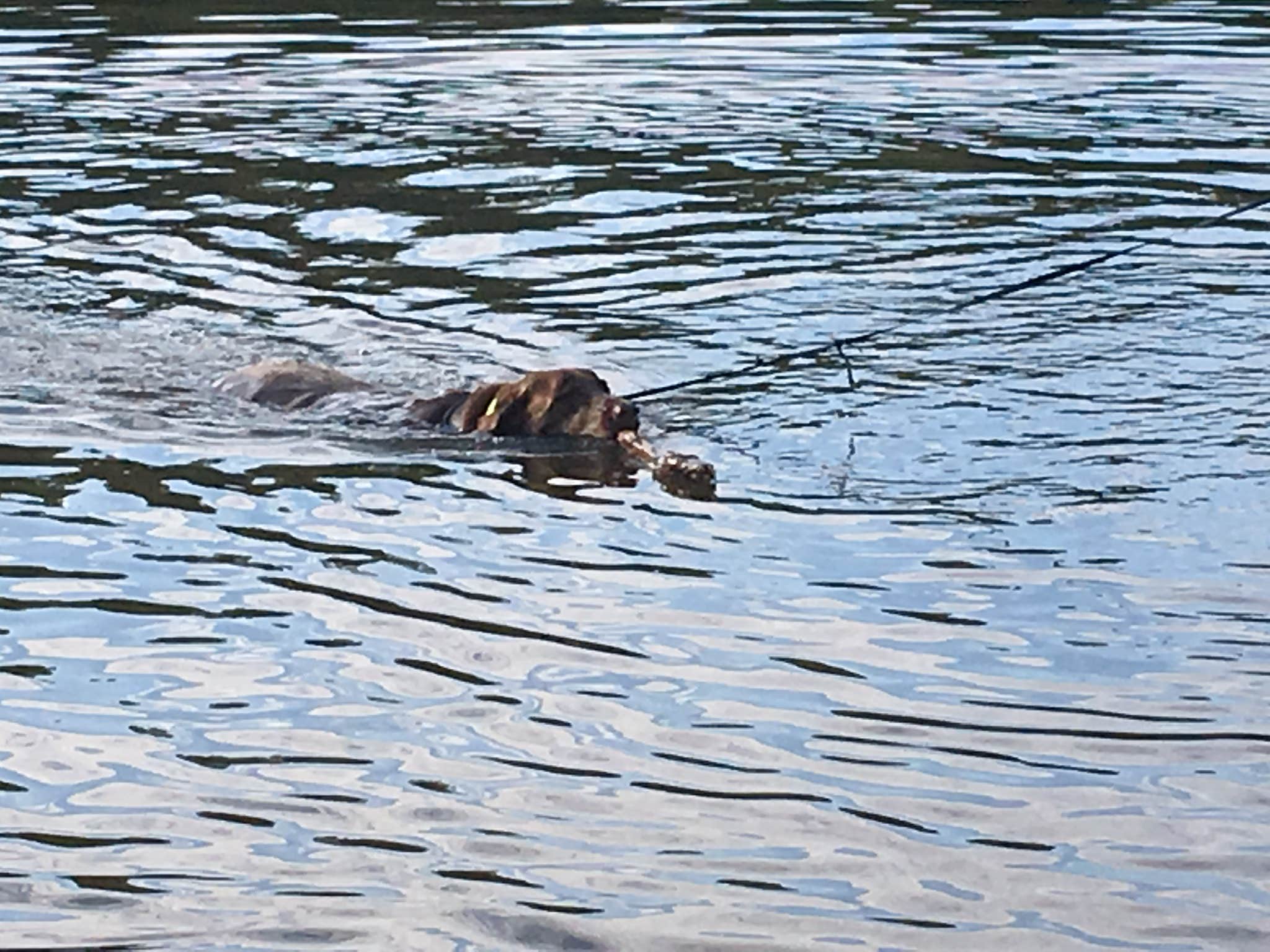Jennifer G.'s photo of camping with pets at Twin Lakes State Park Campground in Virginia