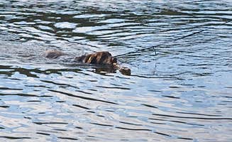 Jennifer G.'s photo of camping with pets at Twin Lakes State Park Campground near Maidens, VA