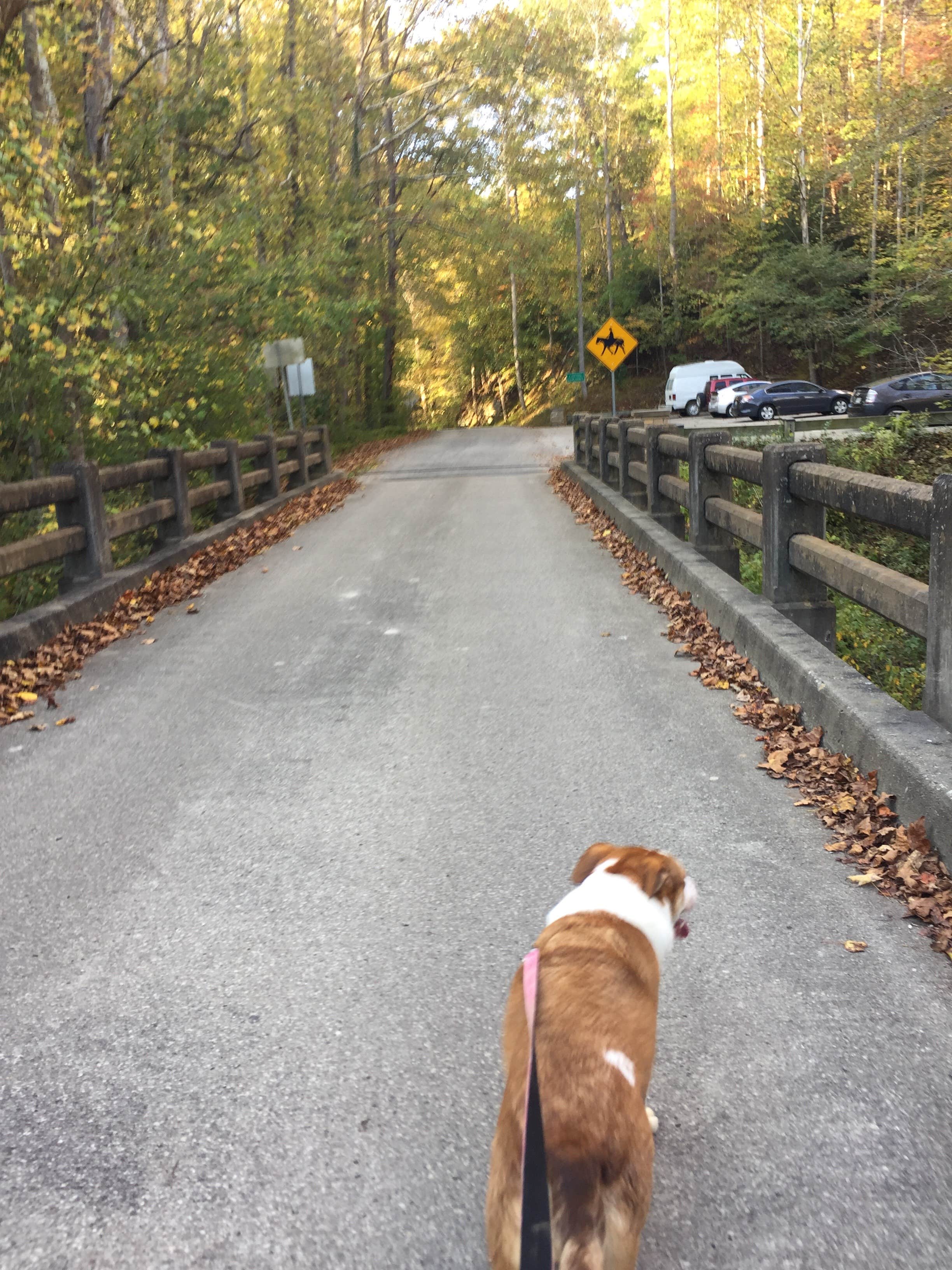 Daniel S.'s photo of camping with pets at Middle Fork Campground — Natural Bridge State Resort Park near Richmond, KY