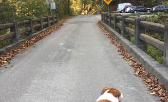 Daniel S.'s photo of camping with pets at Middle Fork Campground — Natural Bridge State Resort Park near Slade, KY