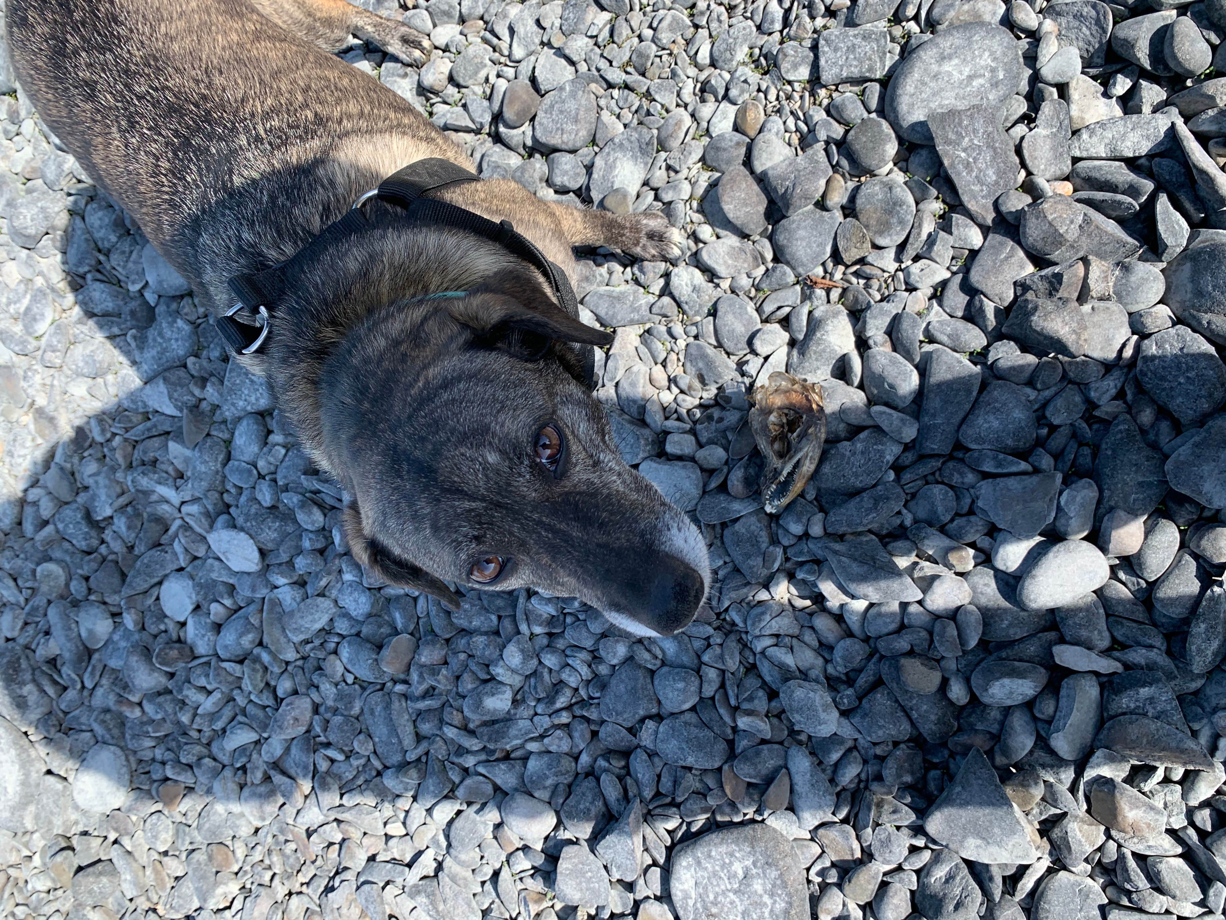 Camper-submitted photo at Lower Skilak Lake Campground near Indian, AK