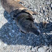 Review photo of Lower Skilak Lake Campground by Tanya B., May 17, 2020