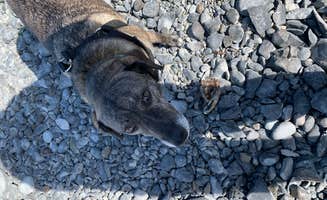 Tanya B.'s photo of camping with pets at Lower Skilak Lake Campground near Ninilchik, AK