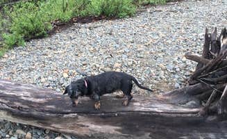 Tanya B.'s photo of camping with pets at Willow Creek Resort near Talkeetna, AK