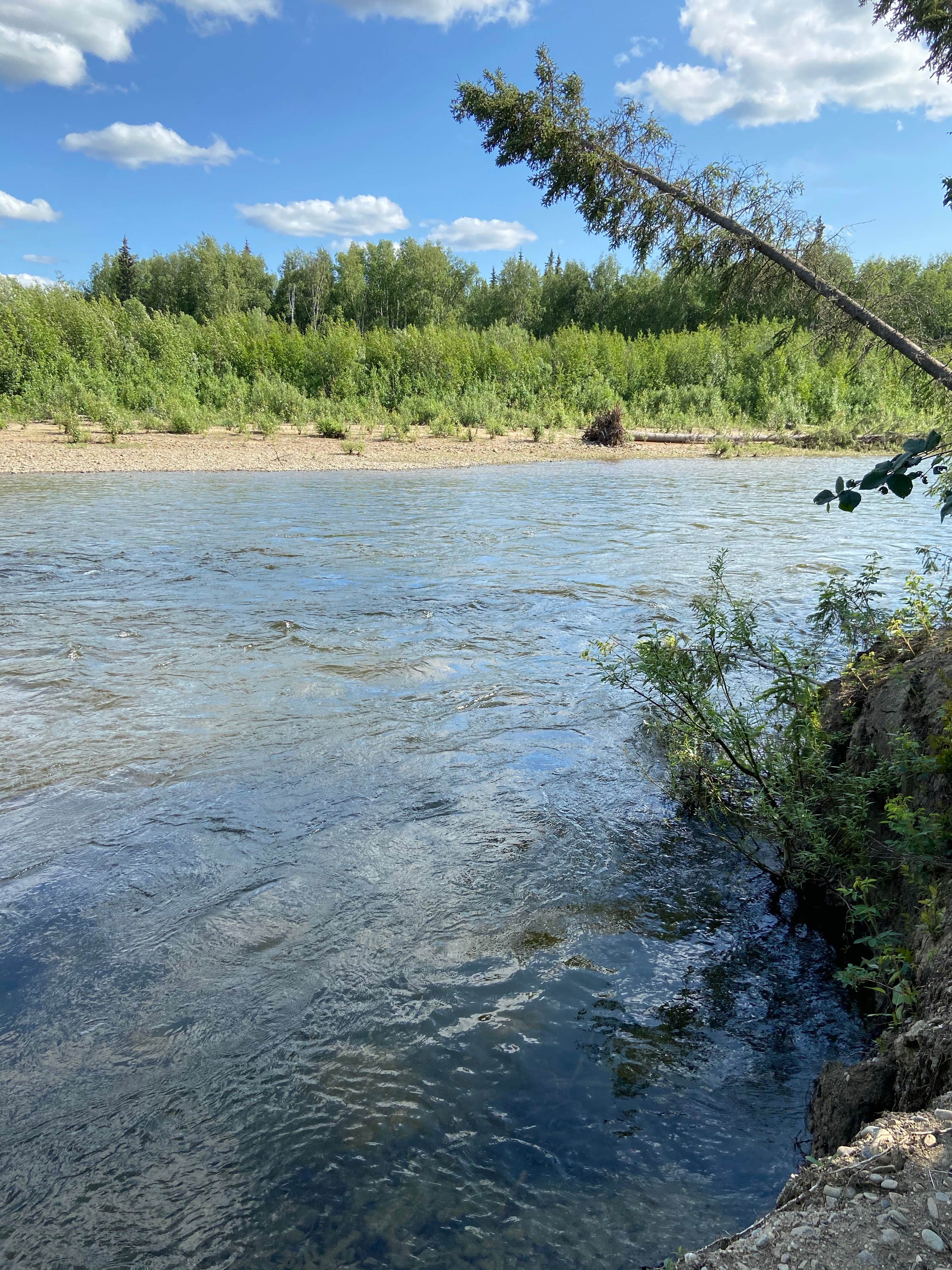 Camper submitted image from Upper Chatanika River State Rec Area - 2