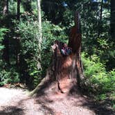 Review photo of Elk Prairie Campground — Prairie Creek Redwoods State Park by Kate L., July 2, 2016