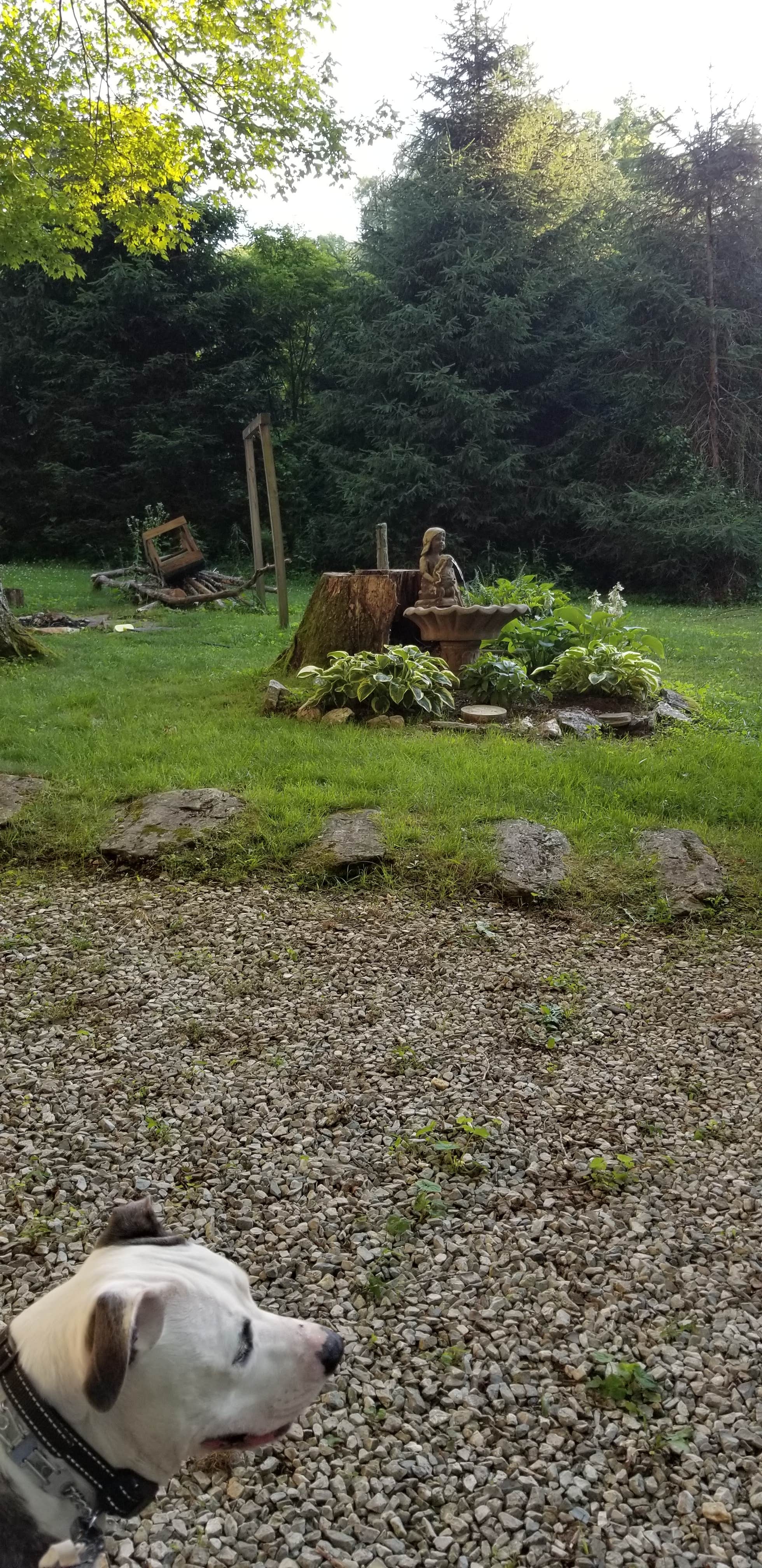 Patti  C.'s photo of camping with pets at Spruce Pine Campground near Green Mountain, NC
