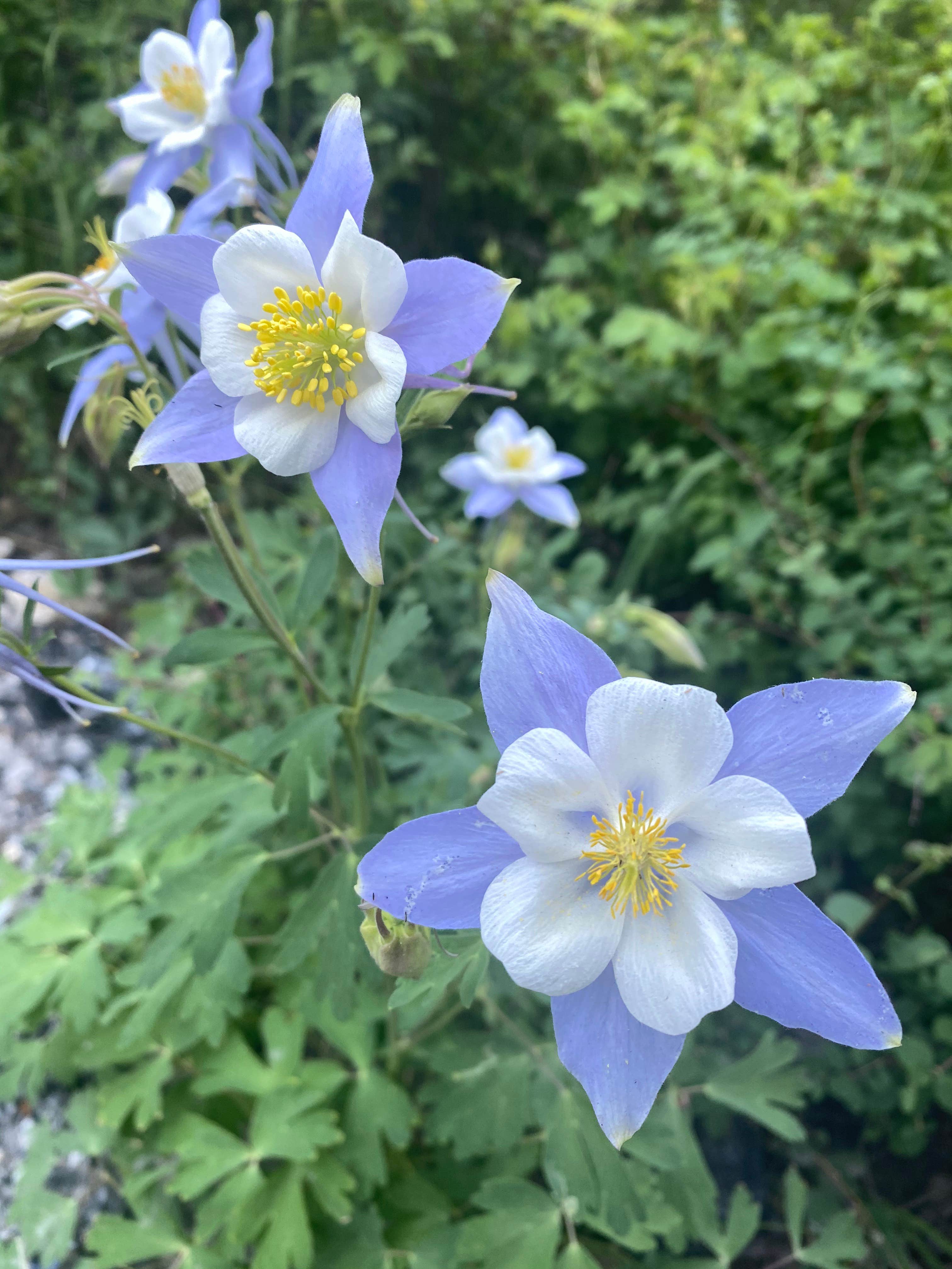 Camper-submitted photo at Allen Basin Reservoir Dispersed near Yampa, CO