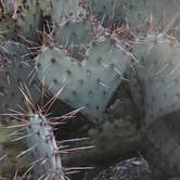 Review photo of Interior Primitive Sites — Big Bend Ranch State Park by Jacob K., June 29, 2020