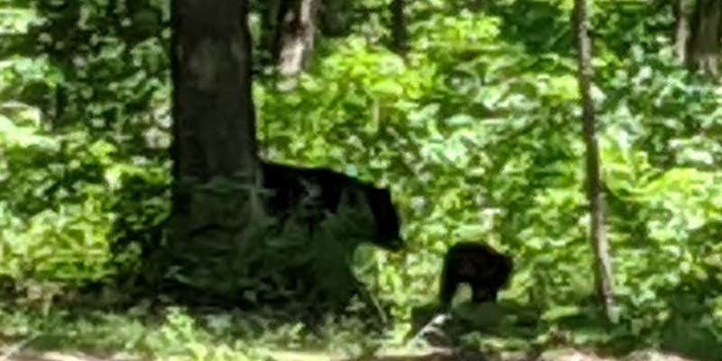 Camper submitted image from Little Scotia Pond